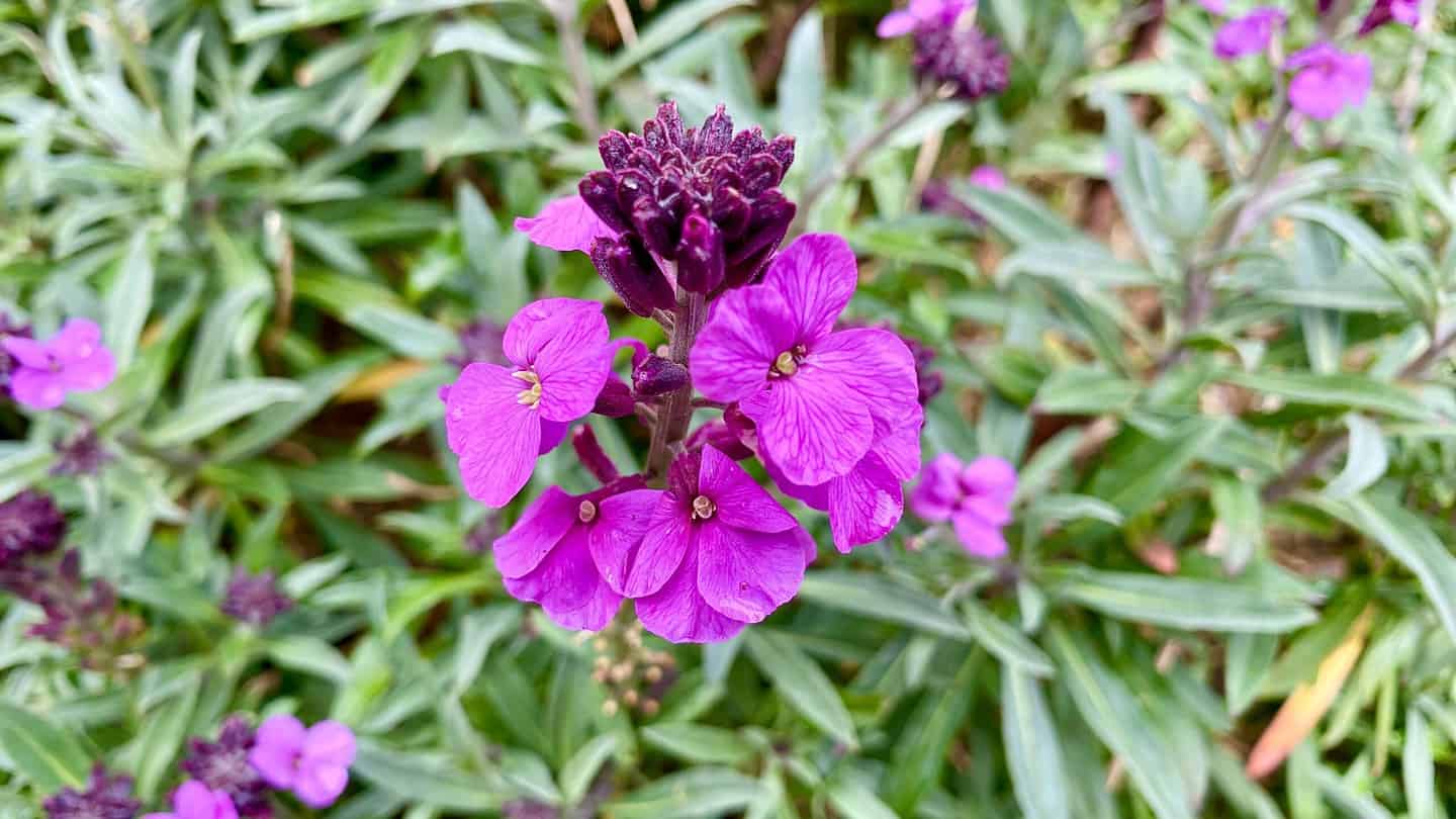 What To Do In The Garden In May garden-in-may-wallflower-purple