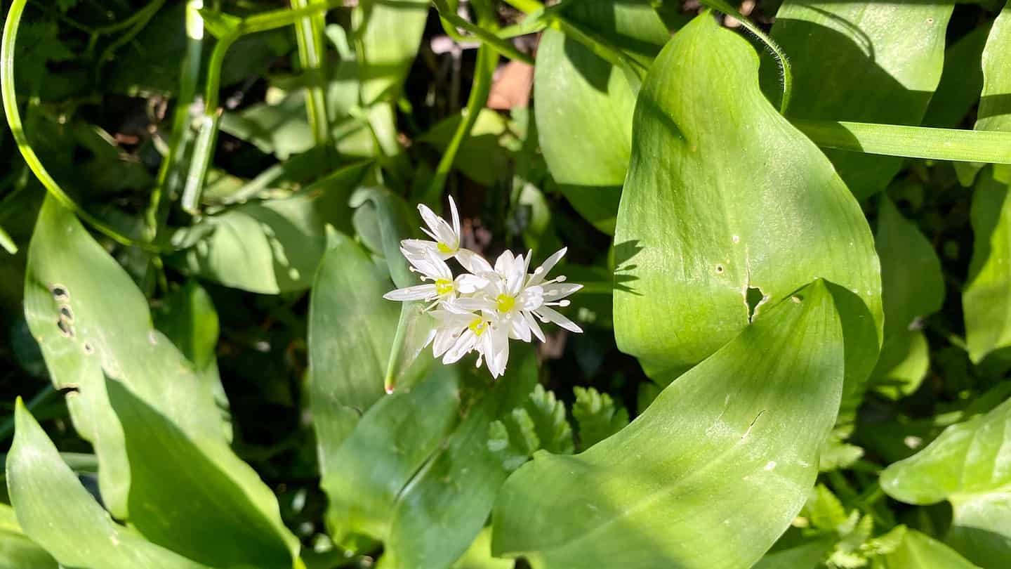What To Do In The Garden In May garden-in-may-wild-garlic