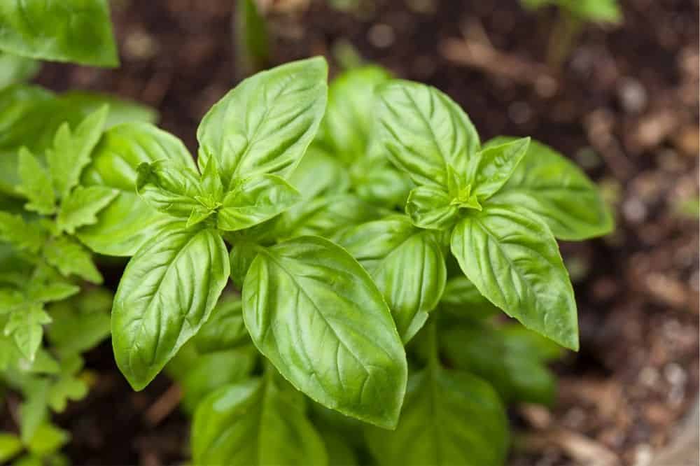 Beginner’s Guide to Companion Planting – Quick Tips for Gardening Success guide-to-companion-planting-basil