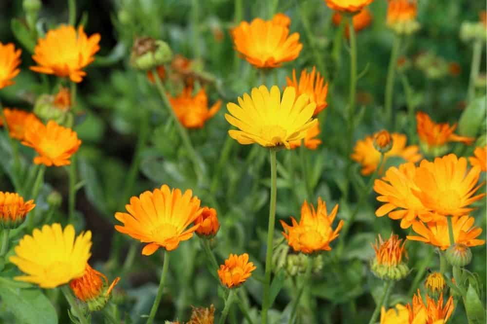 Beginner’s Guide to Companion Planting – Quick Tips for Gardening Success guide-to-companion-planting-calendulas