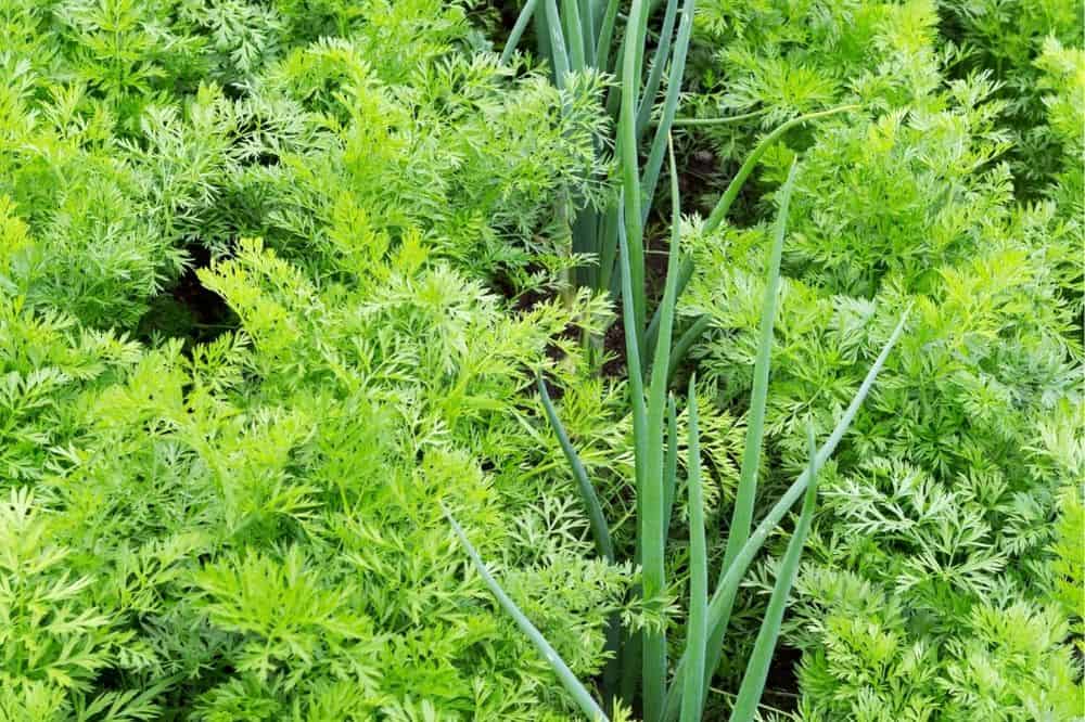 Beginner’s Guide to Companion Planting – Quick Tips for Gardening Success guide-to-companion-planting-carrots-onions
