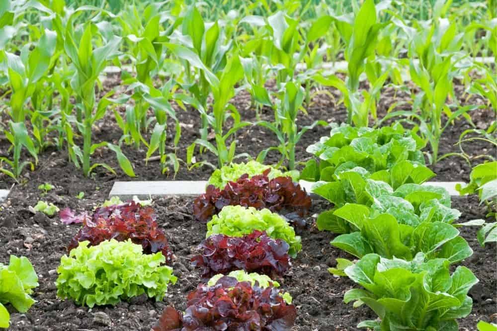 Beginner’s Guide to Companion Planting – Quick Tips for Gardening Success guide-to-companion-planting-lettuce