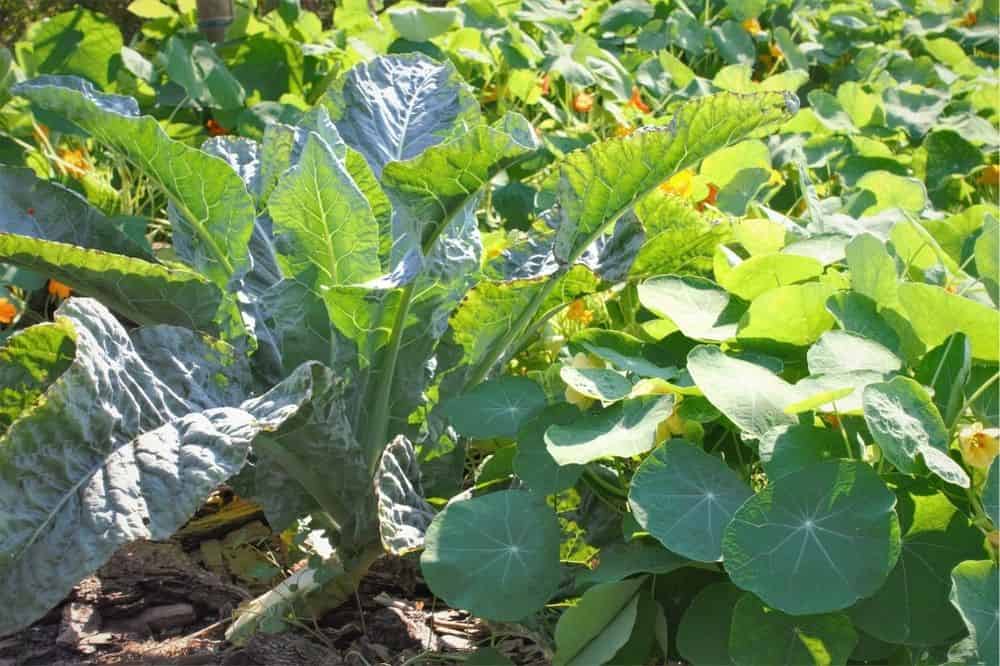 Beginner’s Guide to Companion Planting – Quick Tips for Gardening Success guide-to-companion-planting-nasturtium-cabbage