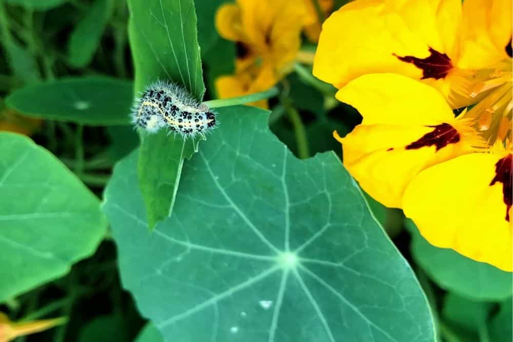 Beginner’s Guide to Companion Planting – Quick Tips for Gardening Success guide-to-companion-planting-nasturtium