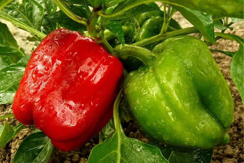 Beginner’s Guide to Companion Planting – Quick Tips for Gardening Success guide-to-companion-planting-peppers