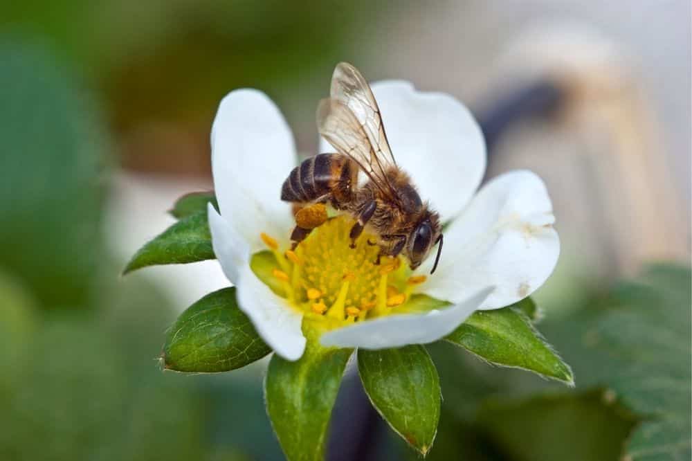 Beginner’s Guide to Companion Planting – Quick Tips for Gardening Success guide-to-companion-planting-pollinators