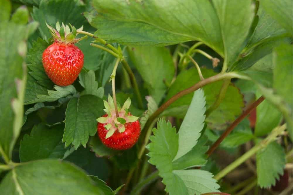 Beginner’s Guide to Companion Planting – Quick Tips for Gardening Success guide-to-companion-planting-strawberries
