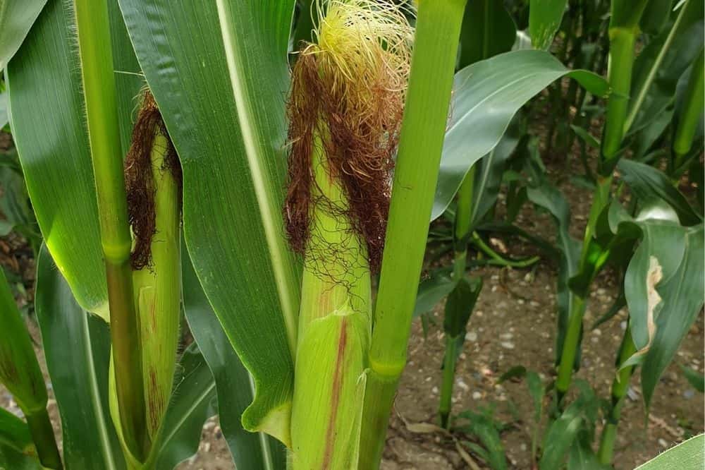 Beginner’s Guide to Companion Planting – Quick Tips for Gardening Success guide-to-companion-planting-sweetcorn