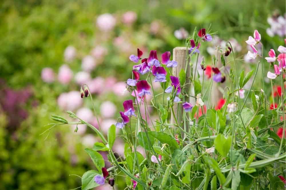Beginner’s Guide to Companion Planting – Quick Tips for Gardening Success guide-to-companion-planting-sweetpeas