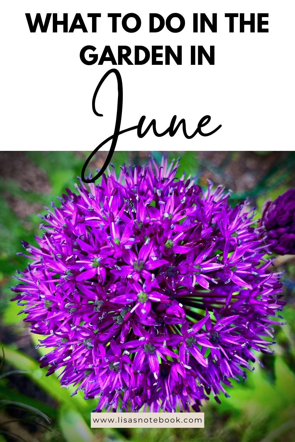 What To Do In The Garden In June garden-in-june-allium-pinterest
