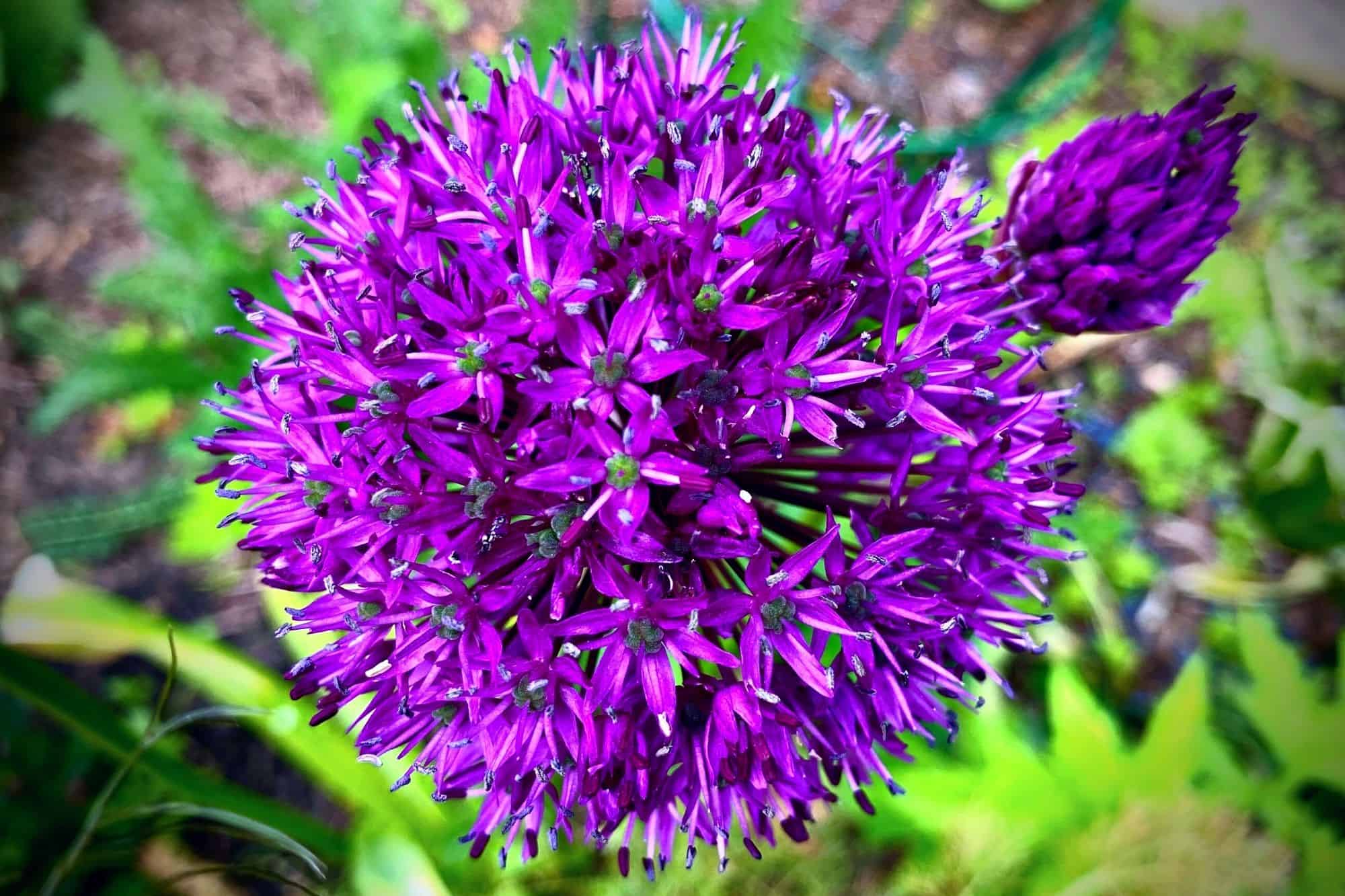 What To Do In The Garden In June garden-in-june-allium