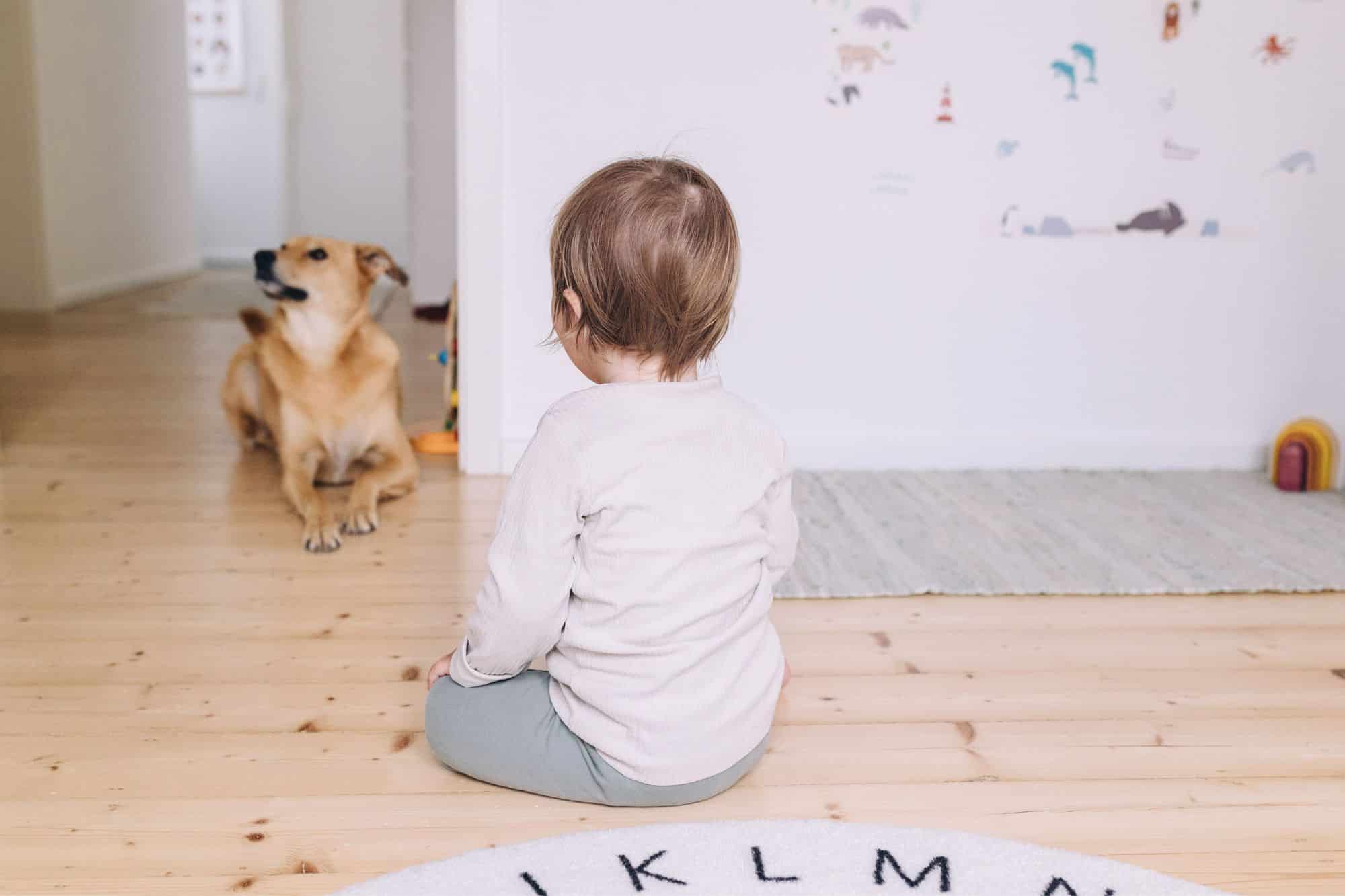 How to Get Your Home and Family Ready for Your New Dog * how-to-get-your-home-and-family-ready-for-your-new-dog
