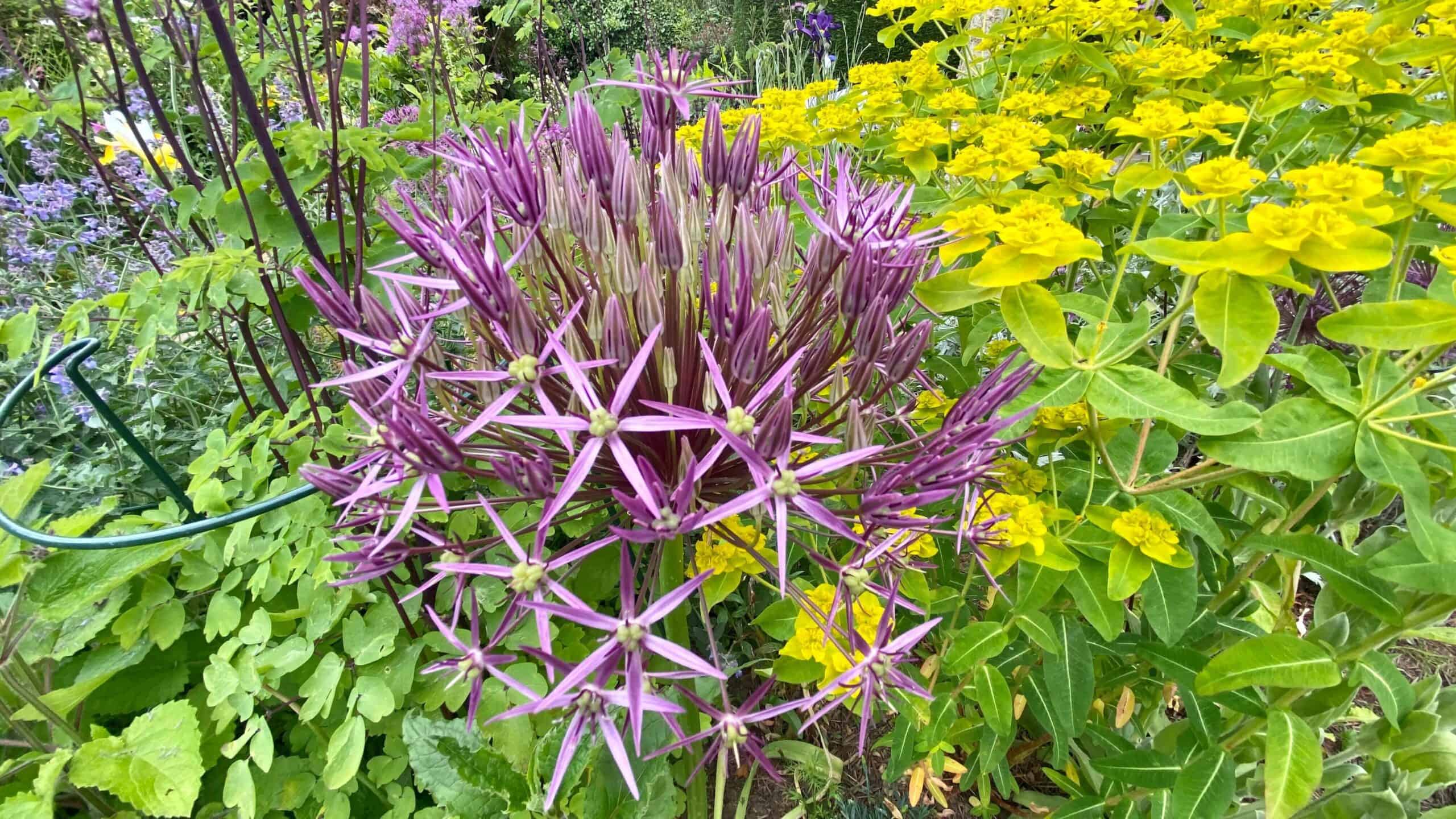 What To Do In The Garden In June garden-in-june-allium-christophi