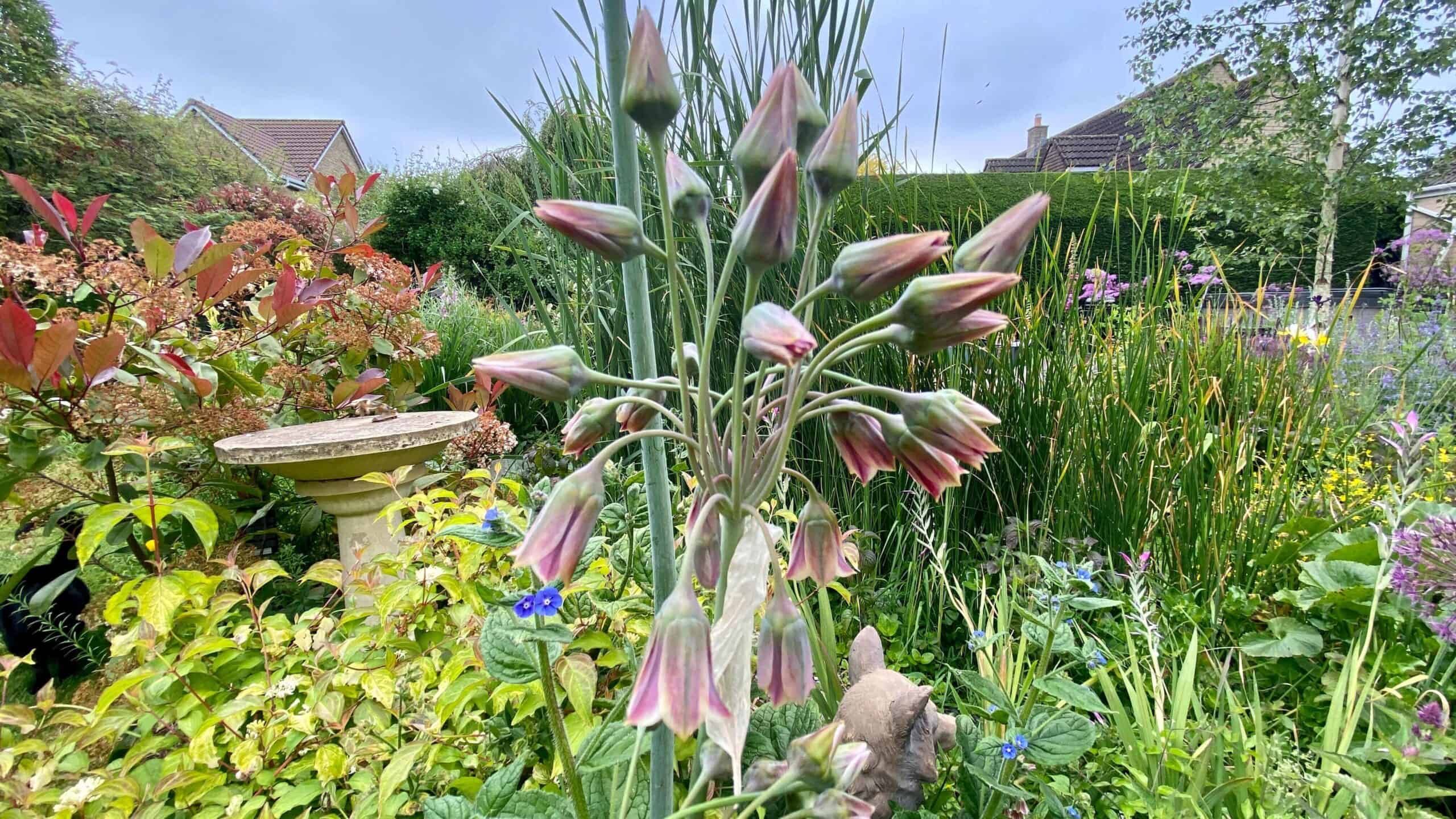 What To Do In The Garden In June garden-in-june-allium-nectaroscordum