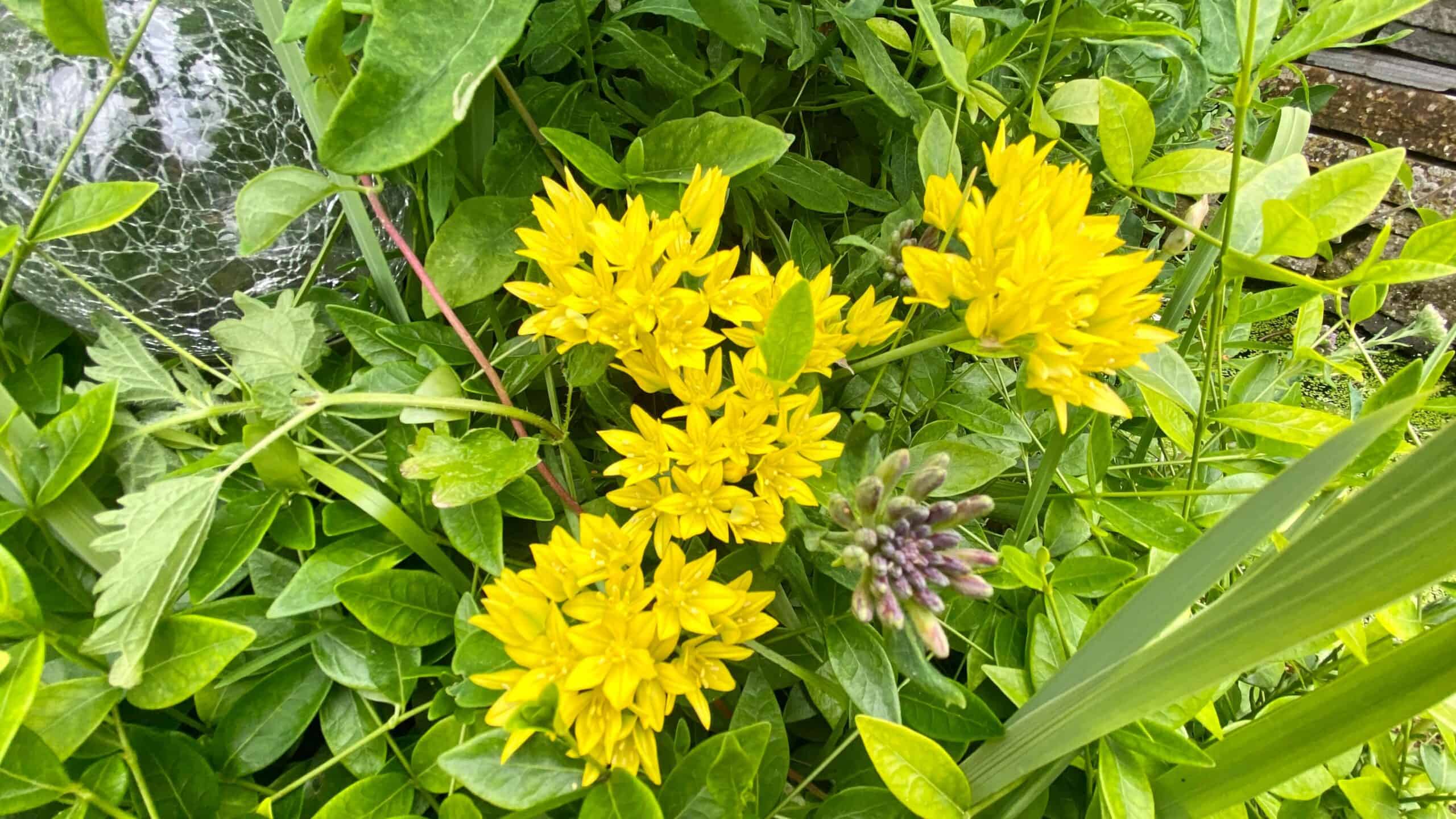 What To Do In The Garden In June garden-in-june-alliums-yellow