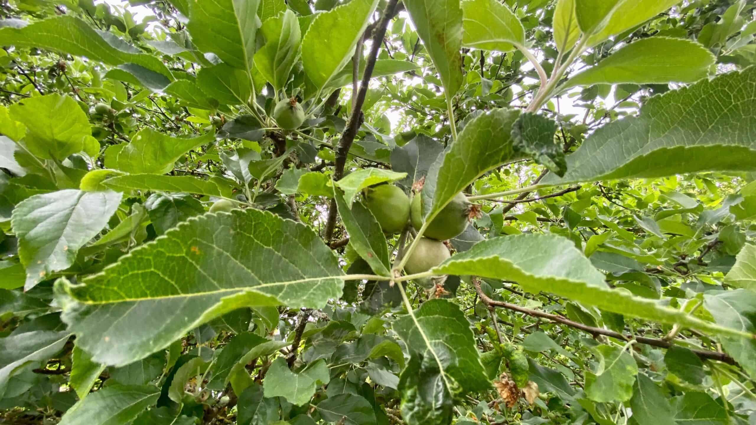 What To Do In The Garden In June garden-in-june-apples