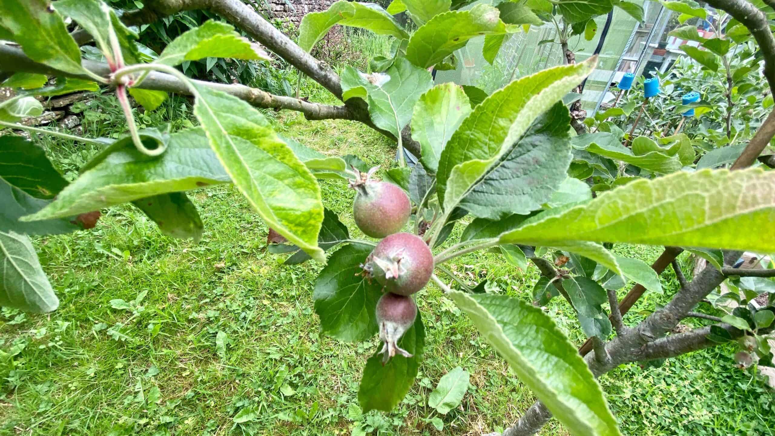 What To Do In The Garden In June garden-in-june-apples2