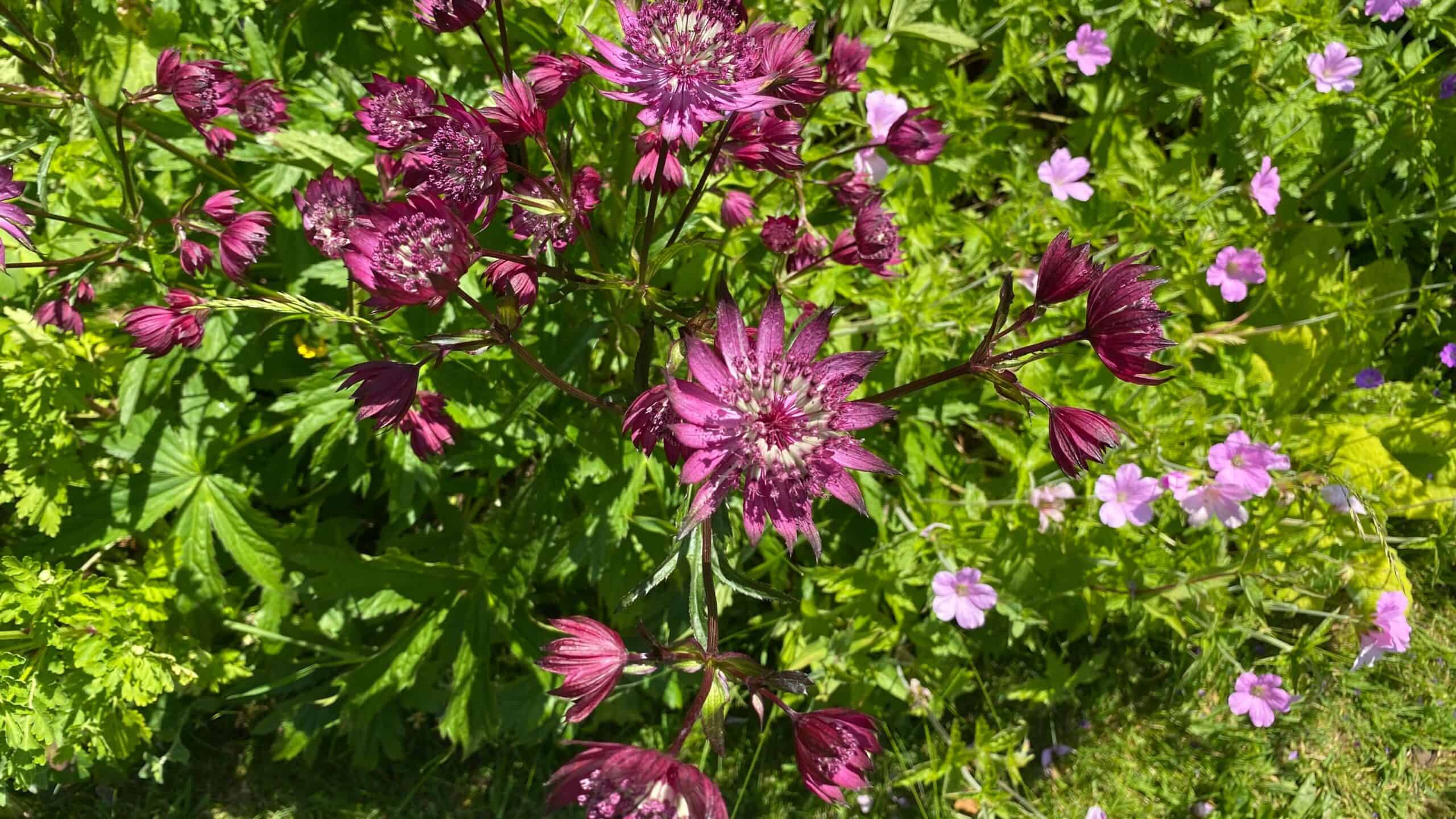 What To Do In The Garden In June garden-in-june-astrantias