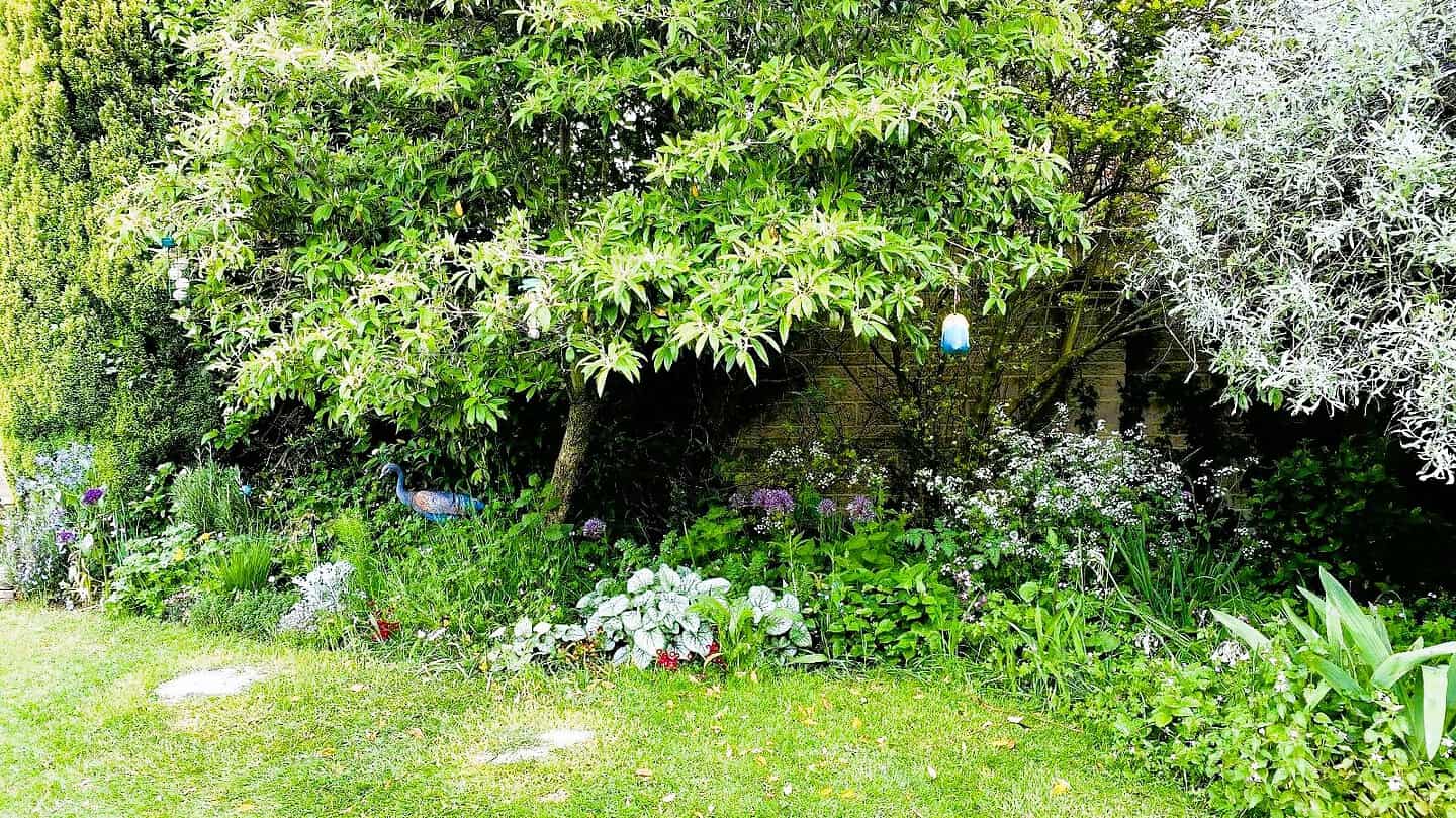 What To Do In The Garden In June garden-in-june-birdfeeders