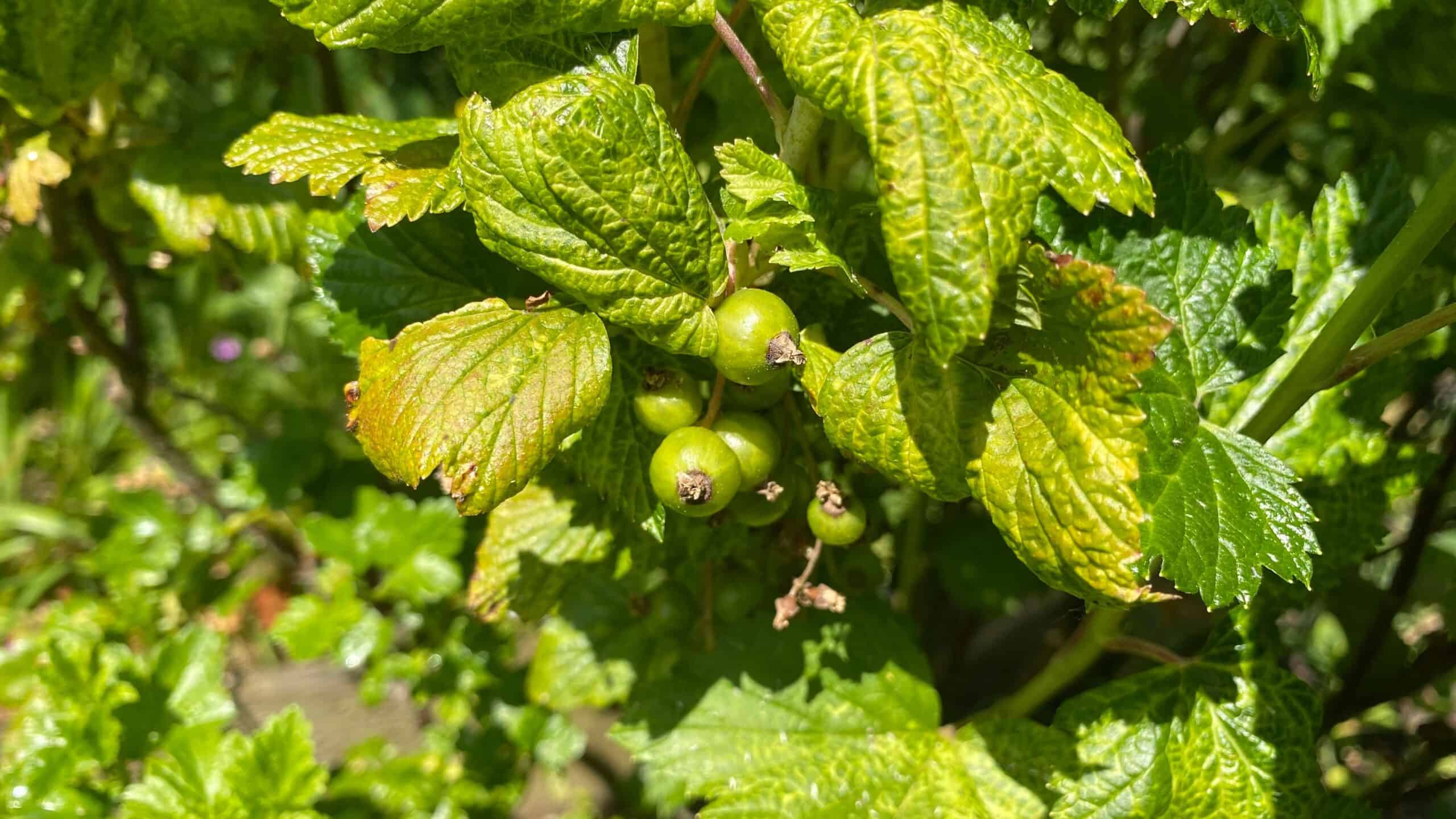 What To Do In The Garden In June garden-in-june-blackcurrants