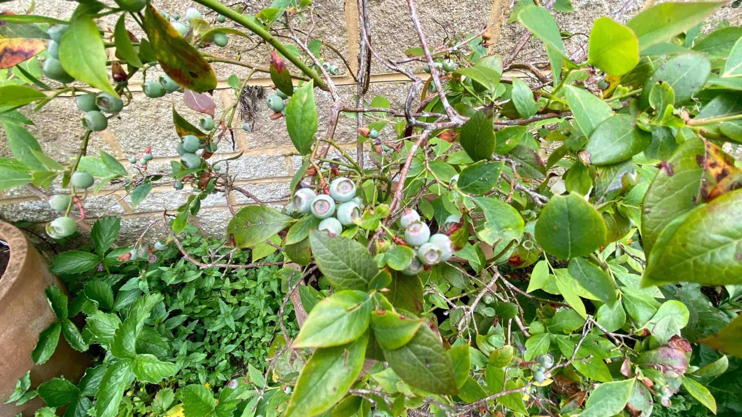 What To Do In The Garden In June garden-in-june-blueberries