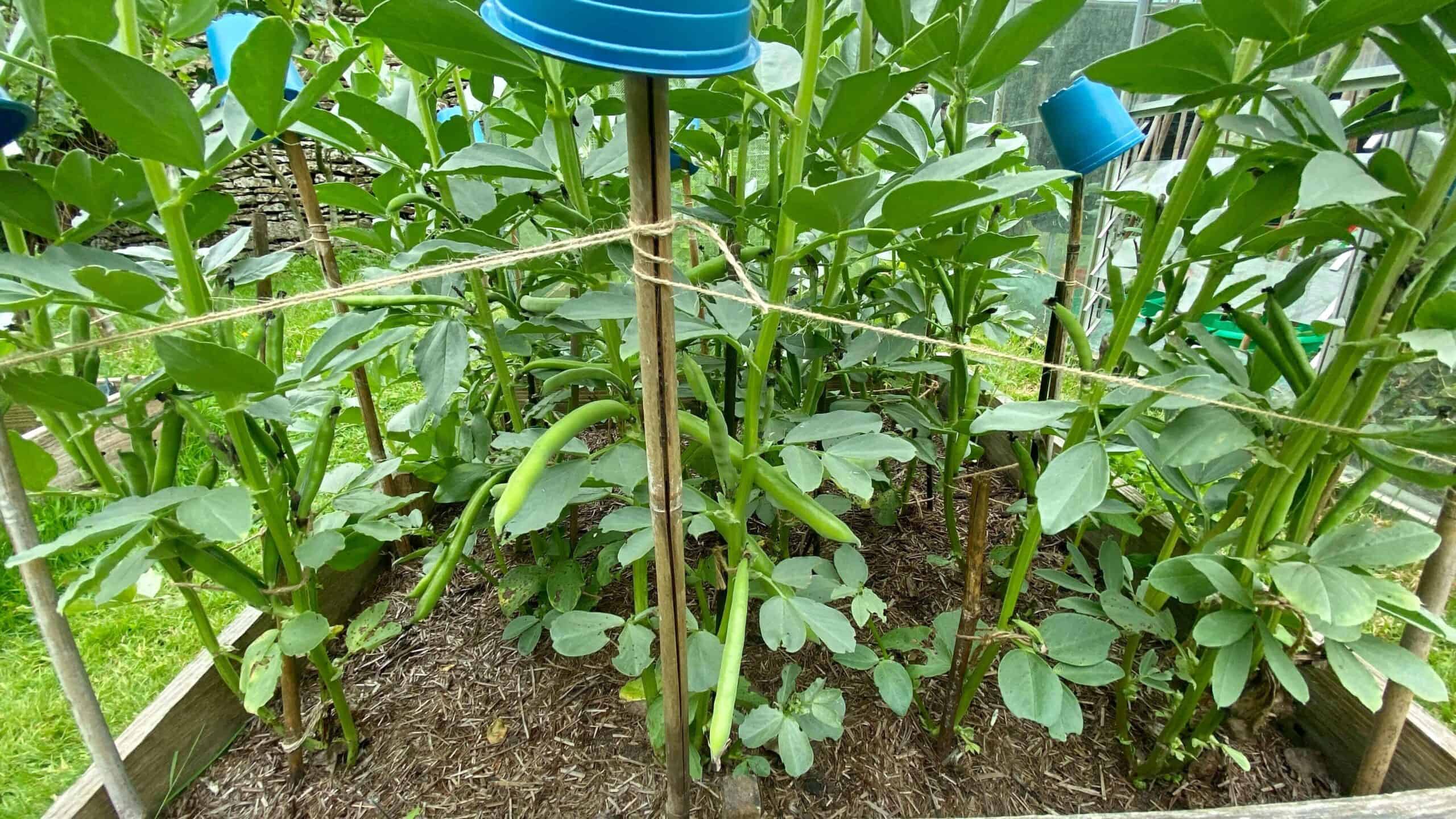 What To Do In The Garden In June garden-in-june-broadbeans