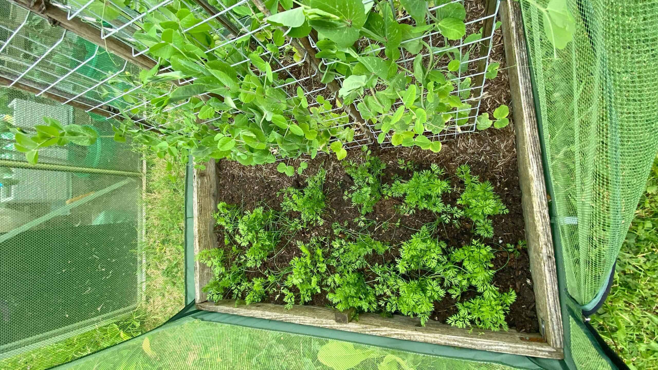 What To Do In The Garden In June garden-in-june-carrots-sugarsnaps
