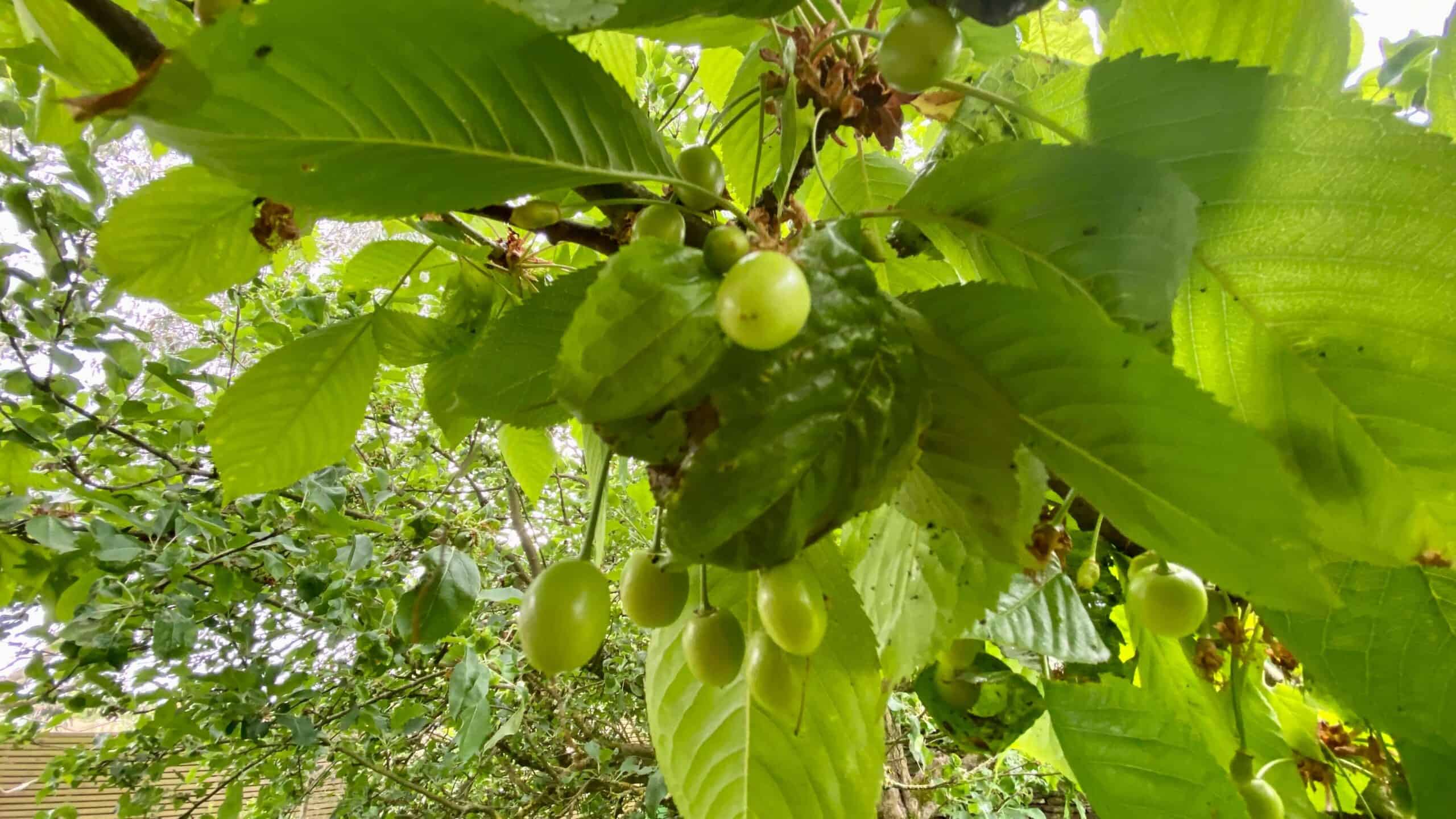 What To Do In The Garden In June garden-in-june-cherries