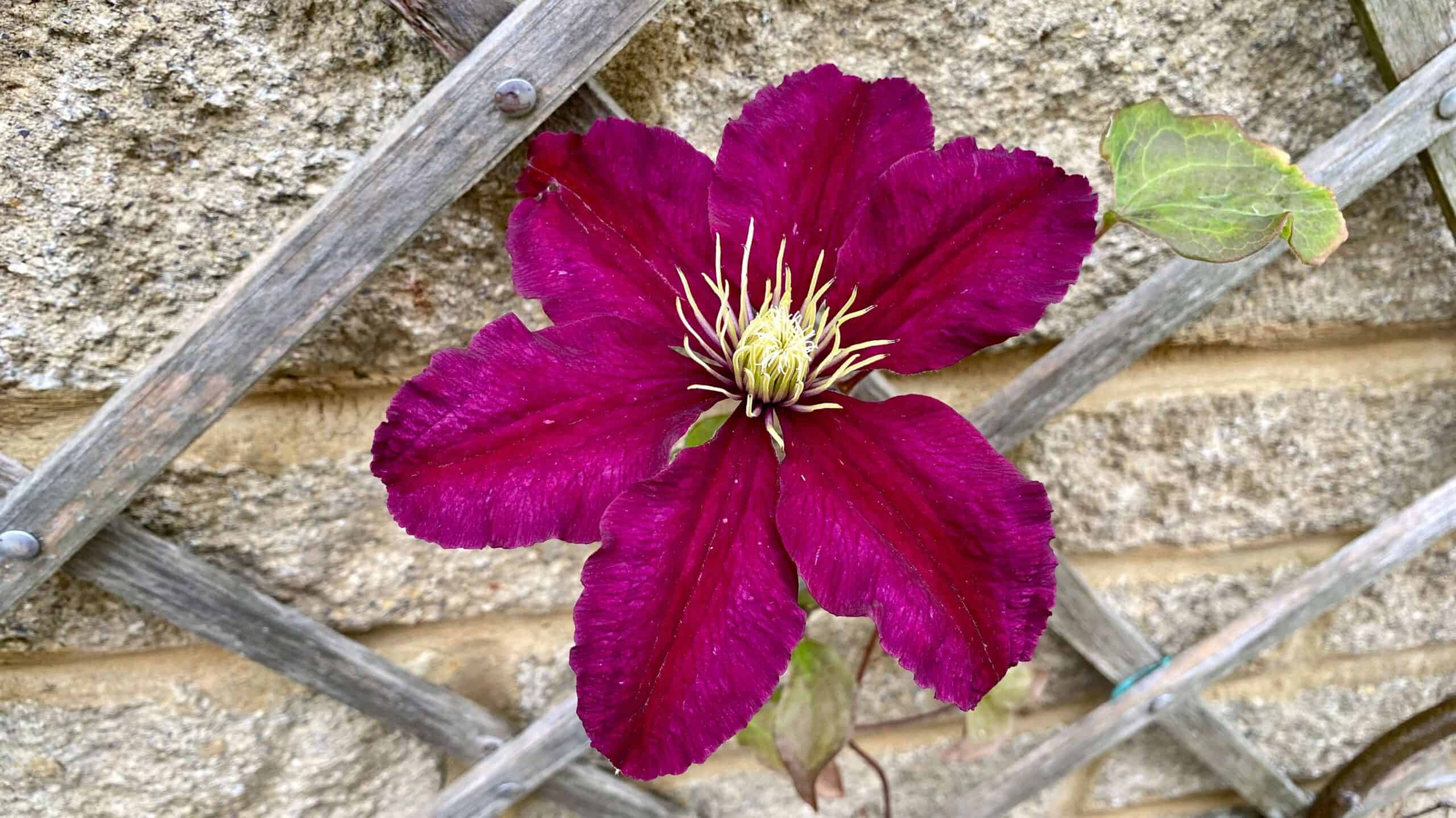 What To Do In The Garden In June garden-in-june-clematis