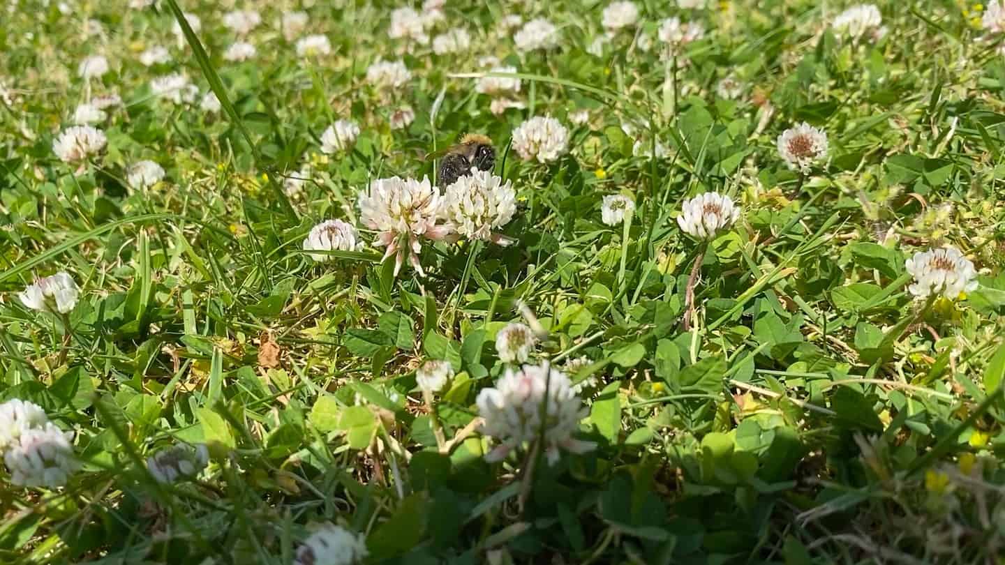 What To Do In The Garden In June garden-in-june-clover-bee