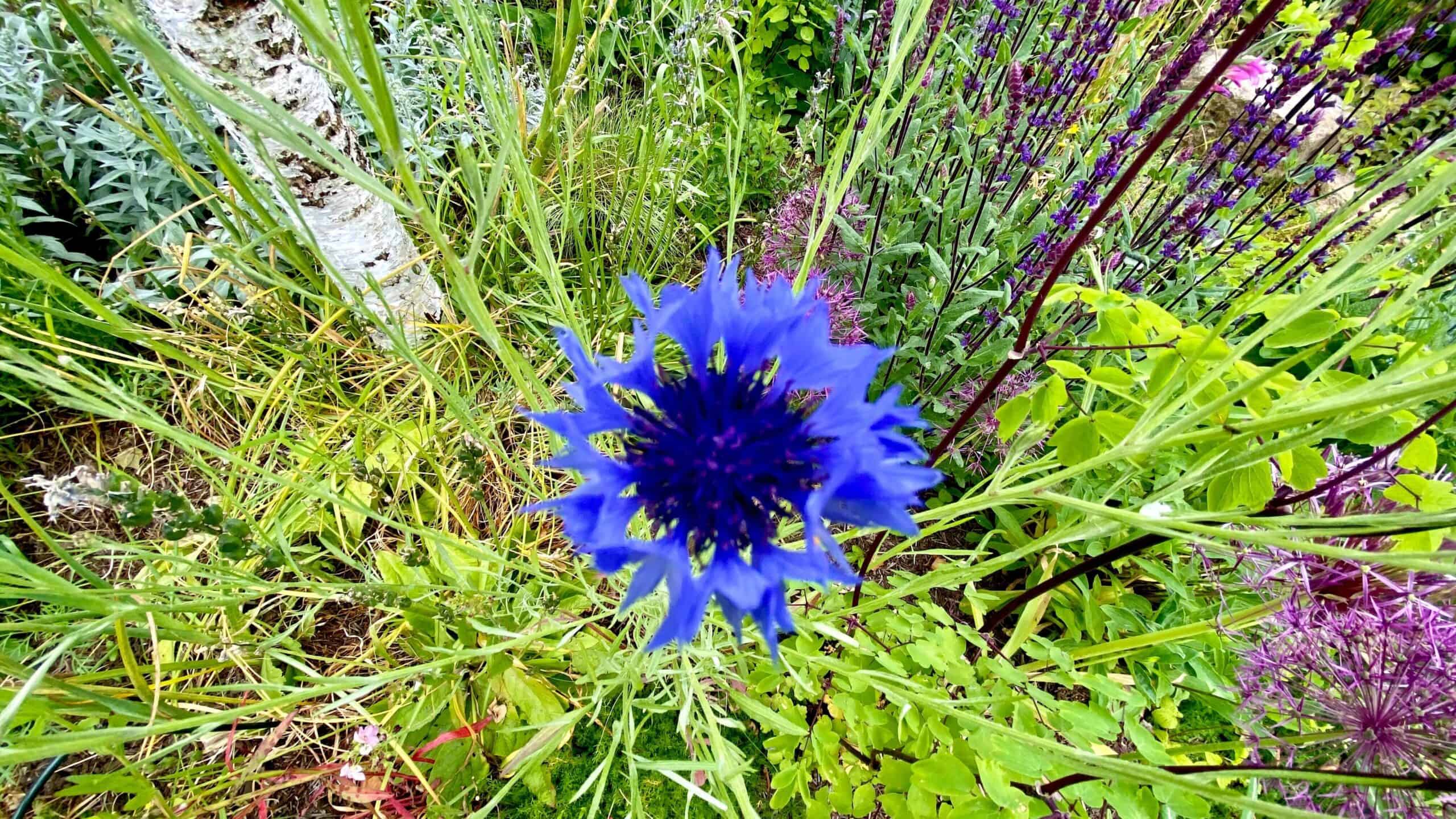 What To Do In The Garden In June garden-in-june-cornflower