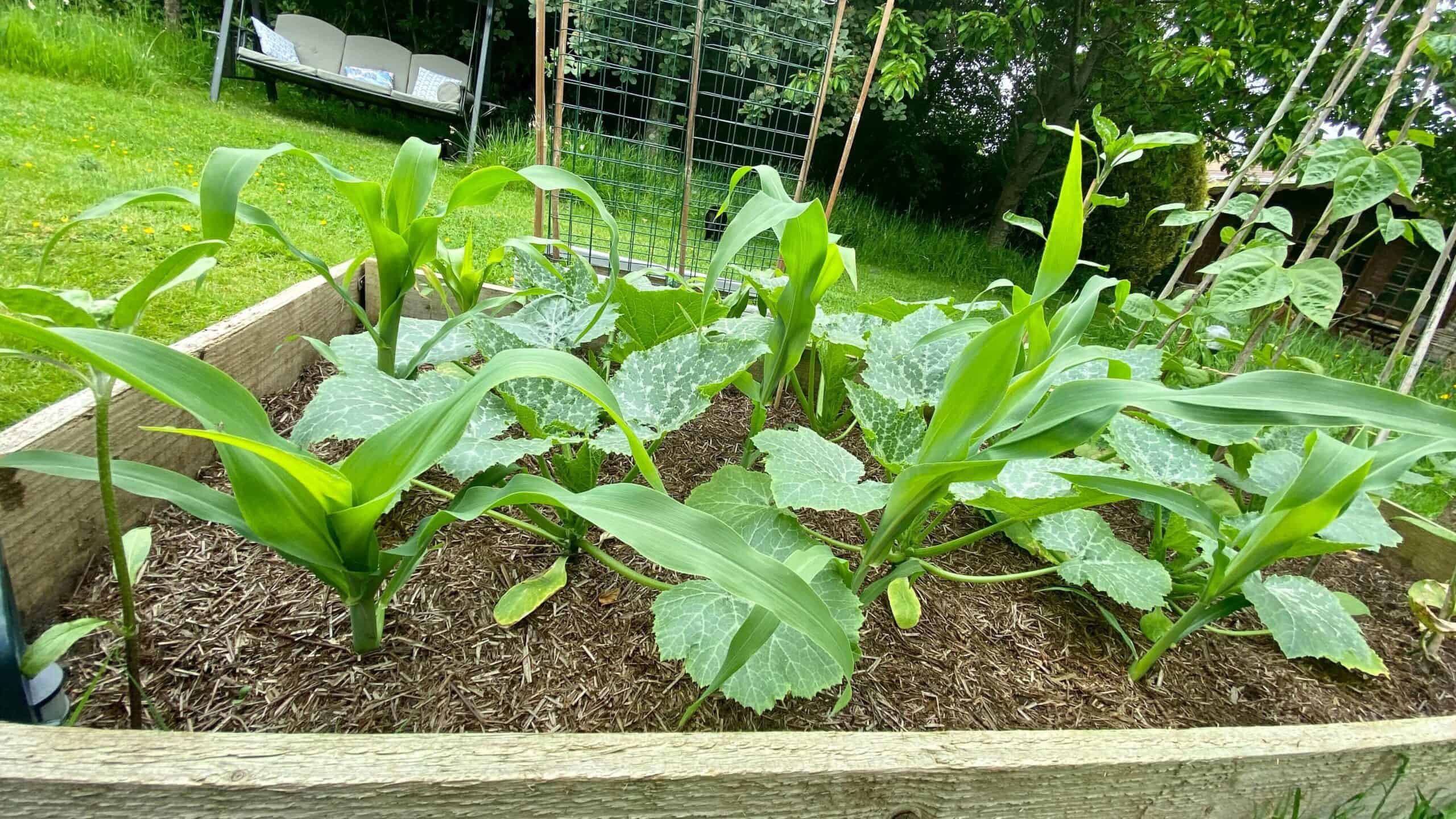 What To Do In The Garden In June garden-in-june-courgettes-sweetcorn
