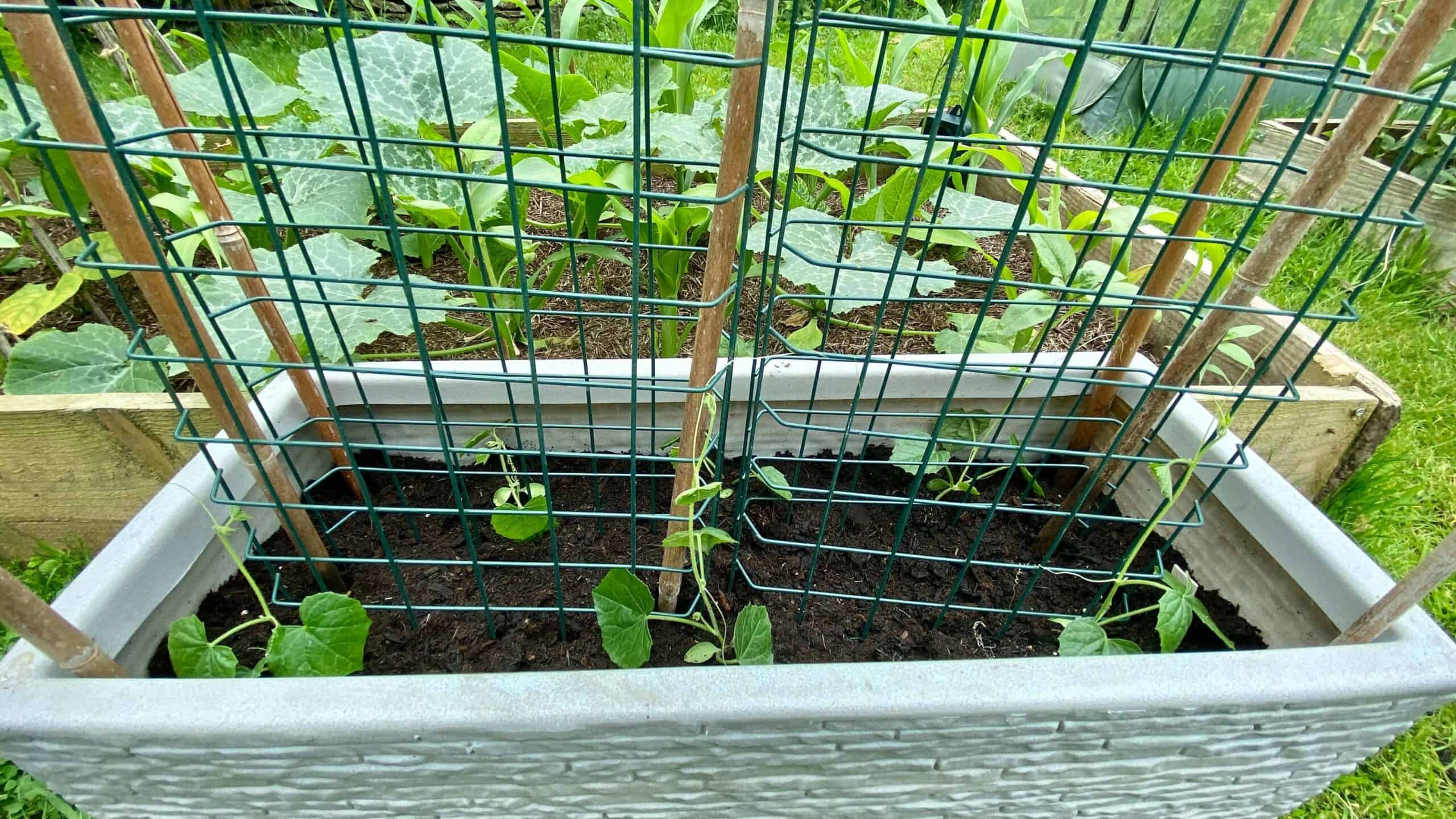 What To Do In The Garden In June garden-in-june-cucamelons