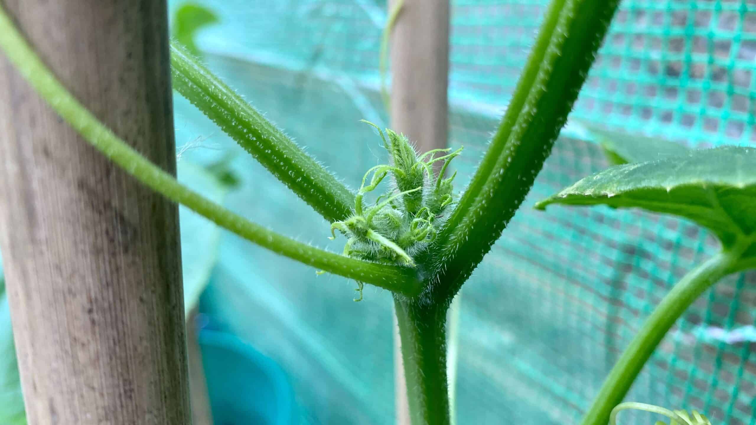 What To Do In The Garden In June garden-in-june-cucumbers