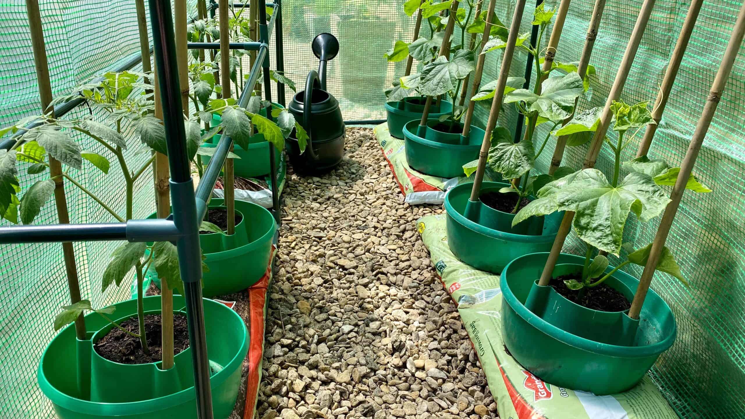 What To Do In The Garden In June garden-in-june-cucumbers-tomatoes