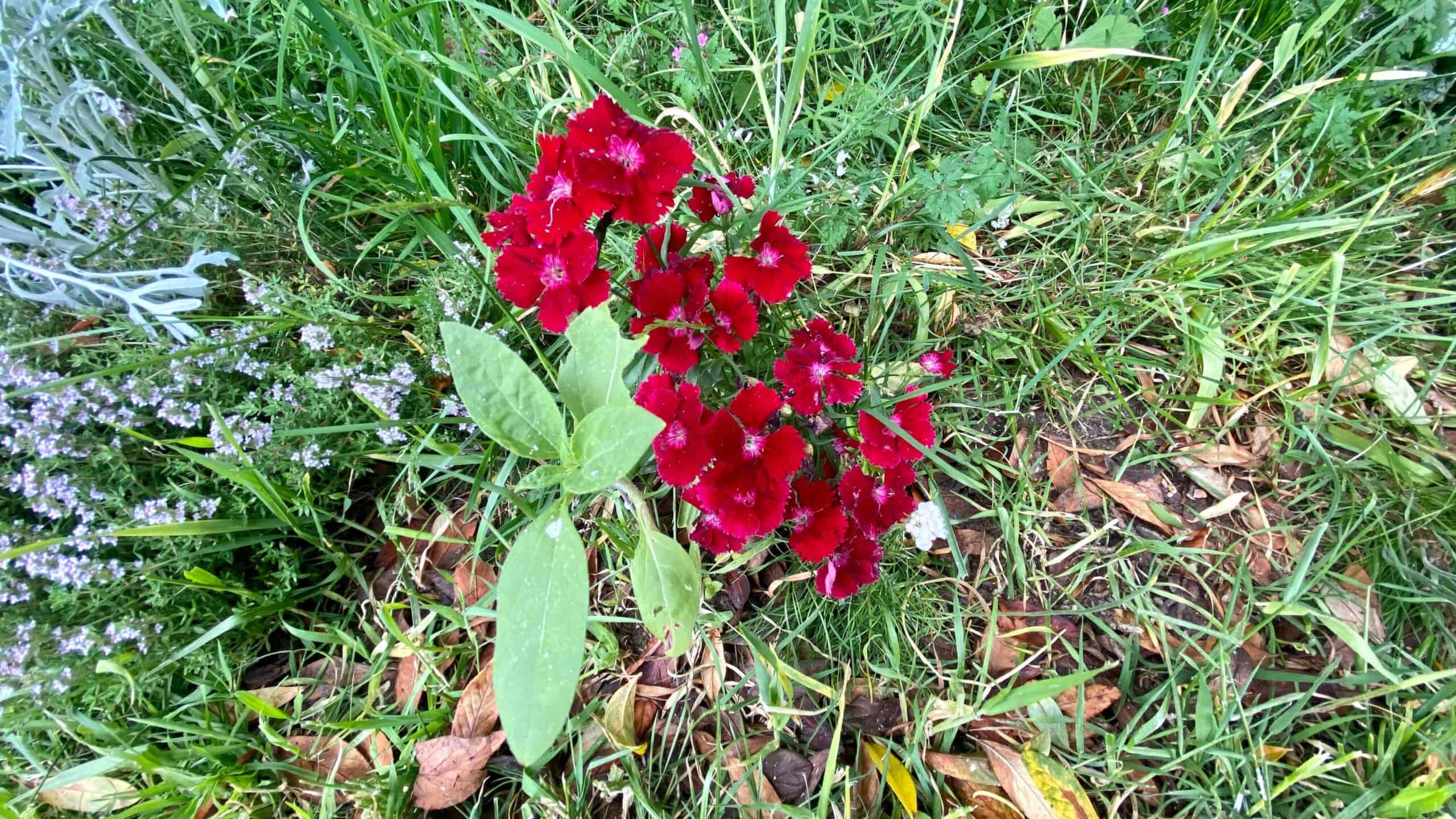 What To Do In The Garden In June garden-in-june-dianthus