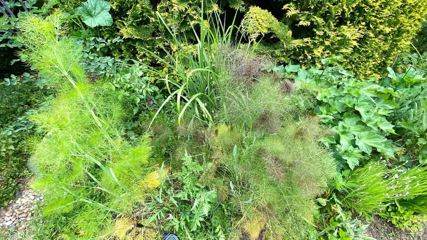 What To Do In The Garden In June garden-in-june-fennel