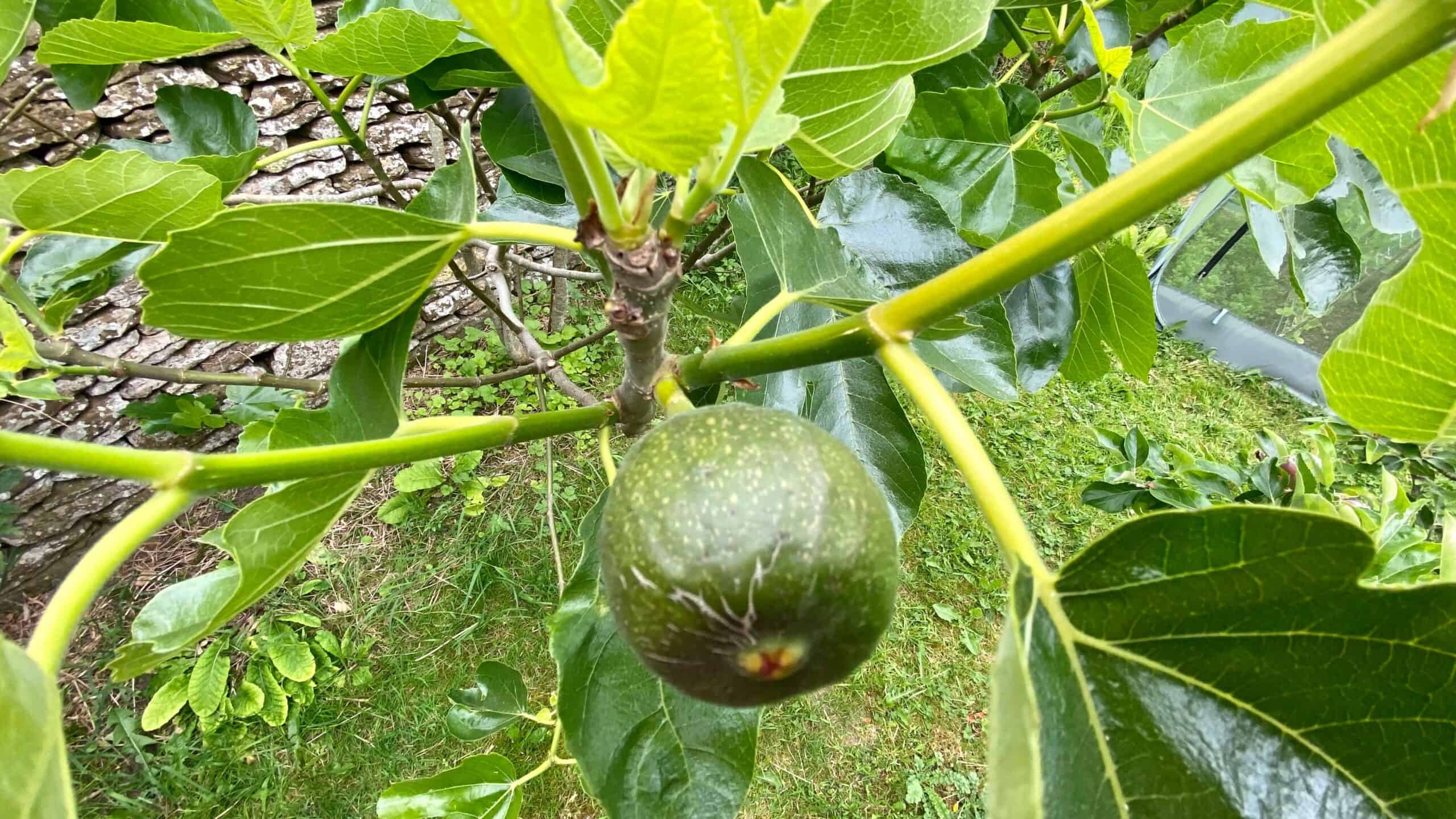 What To Do In The Garden In June garden-in-june-fig