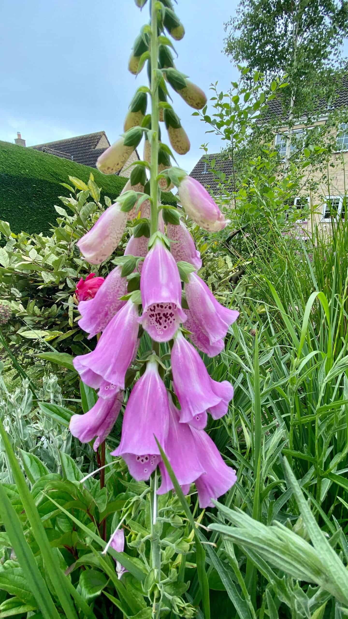What To Do In The Garden In June garden-in-june-foxglove01