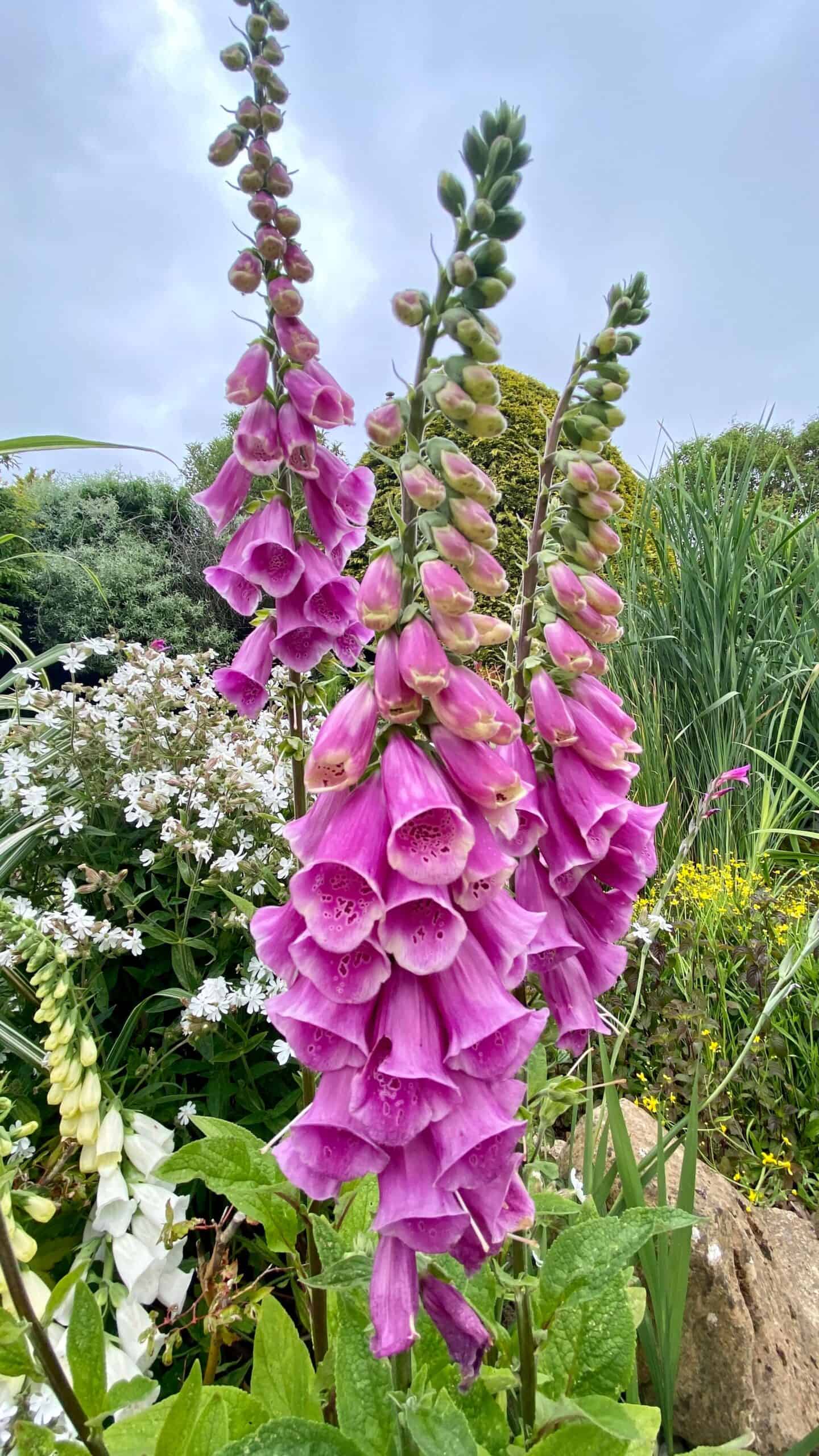 What To Do In The Garden In June garden-in-june-foxglove03