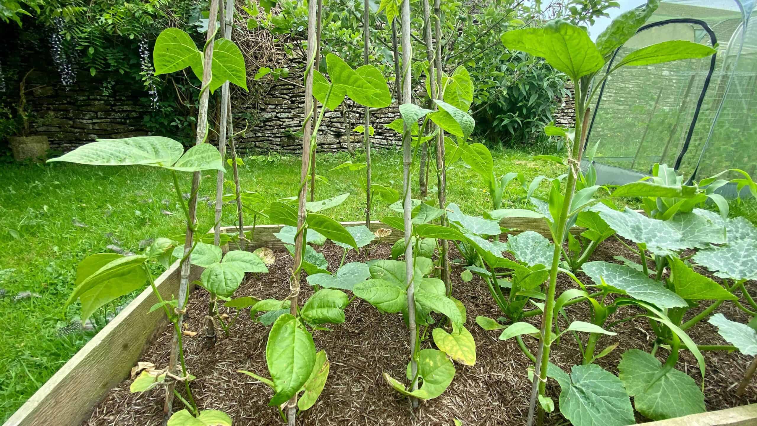What To Do In The Garden In June garden-in-june-frenchbeans