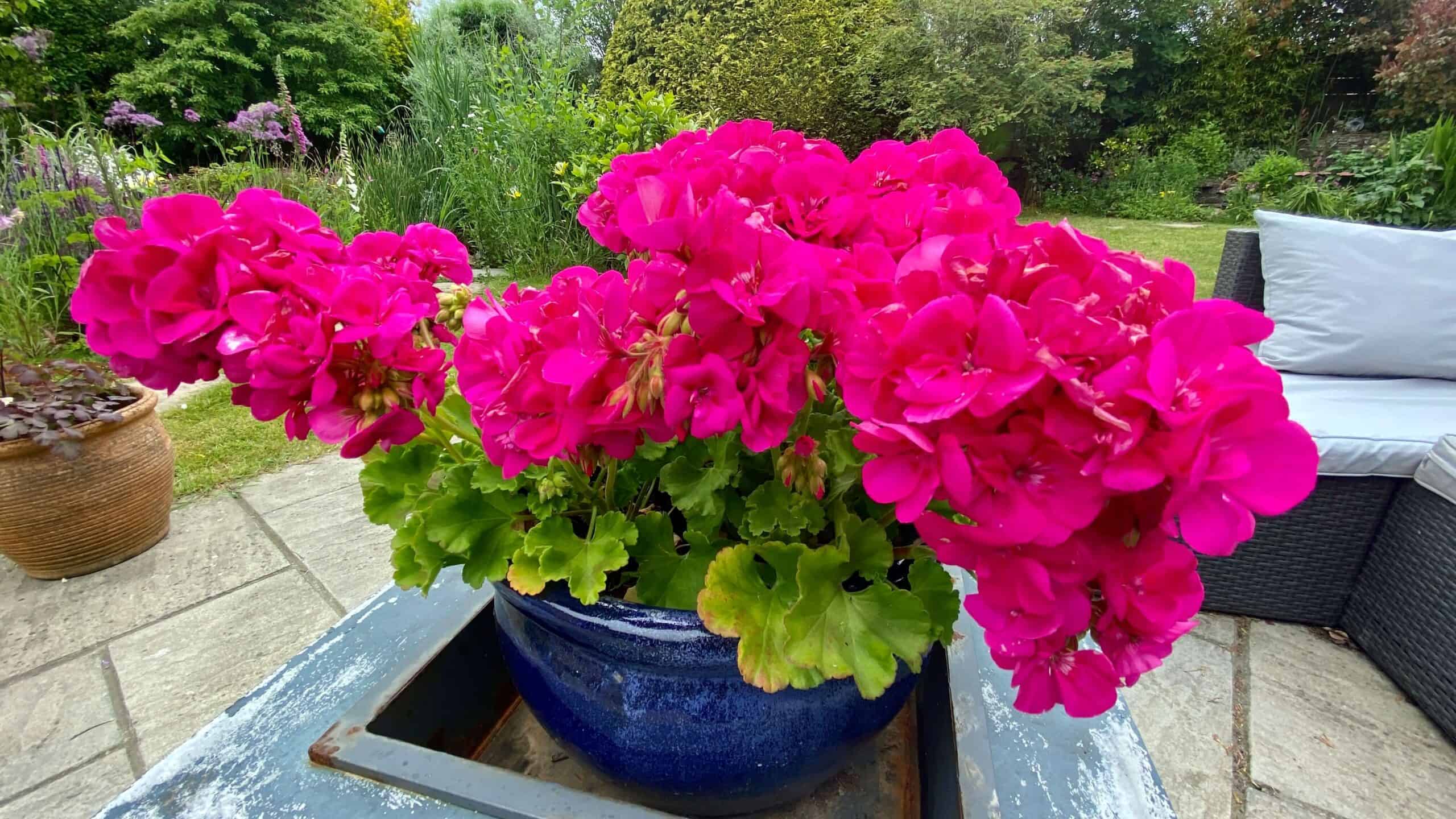 What To Do In The Garden In June garden-in-june-geranium