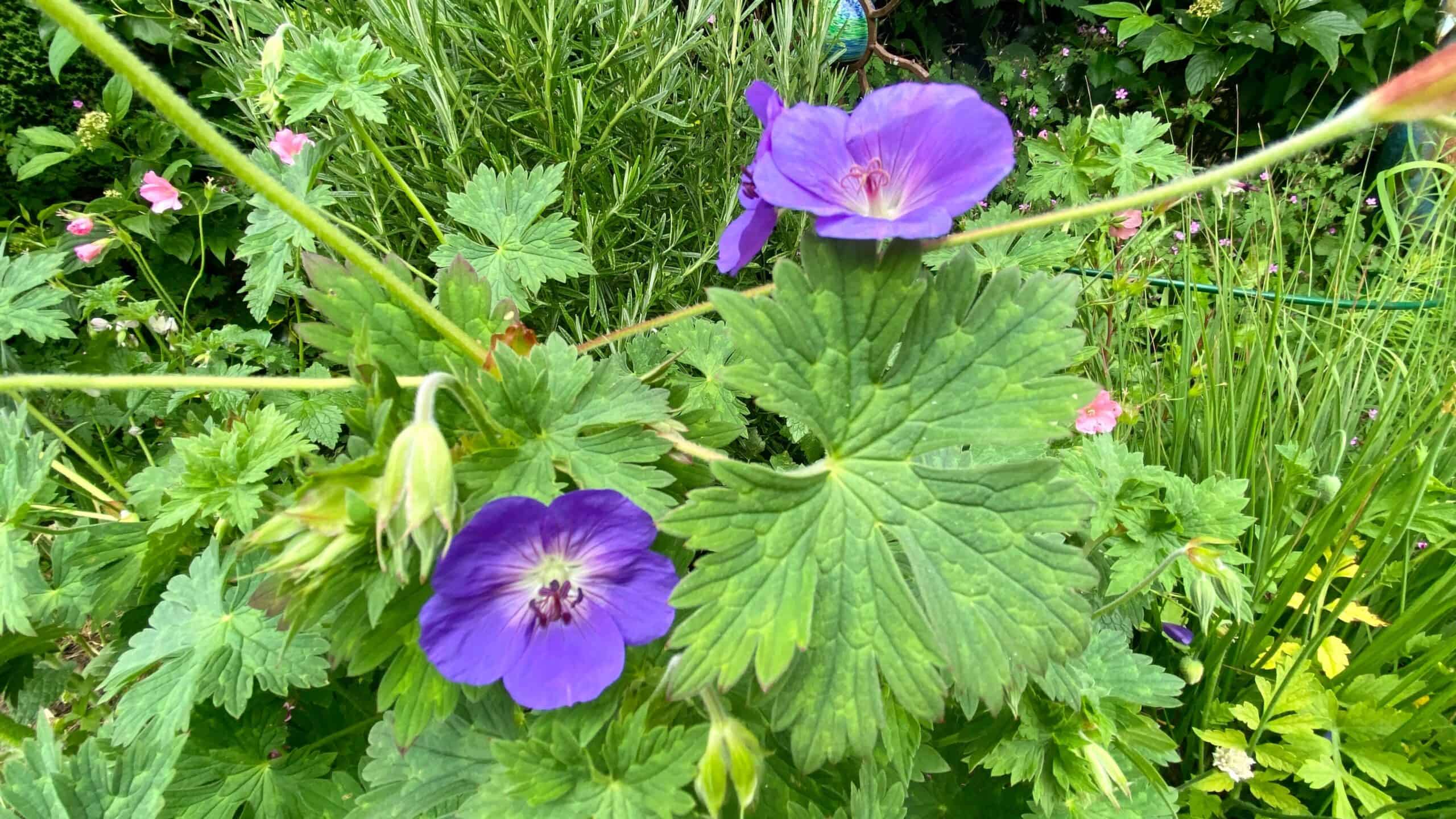 What To Do In The Garden In June garden-in-june-geraniumrozanne