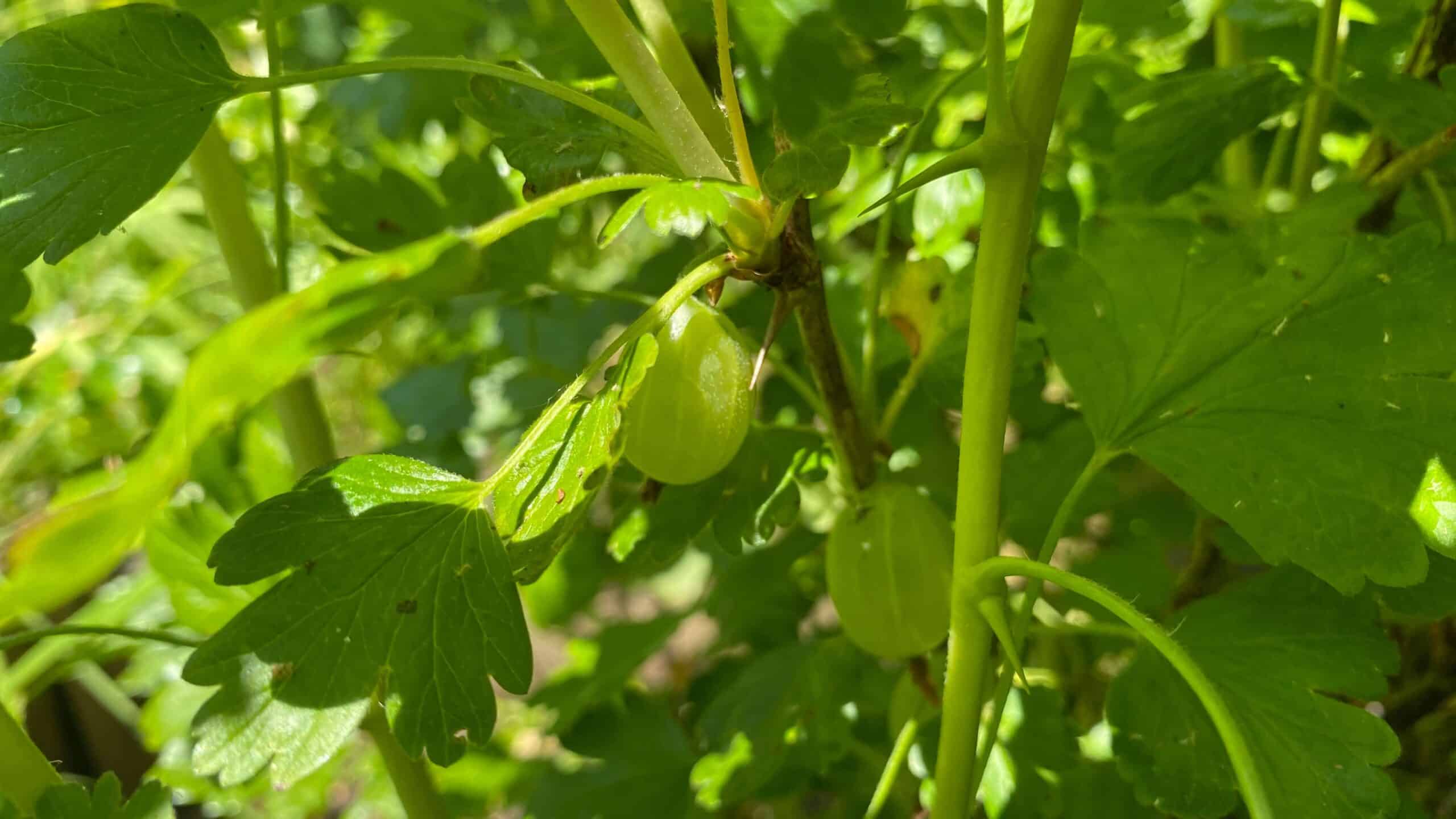 What To Do In The Garden In June garden-in-june-gooseberries