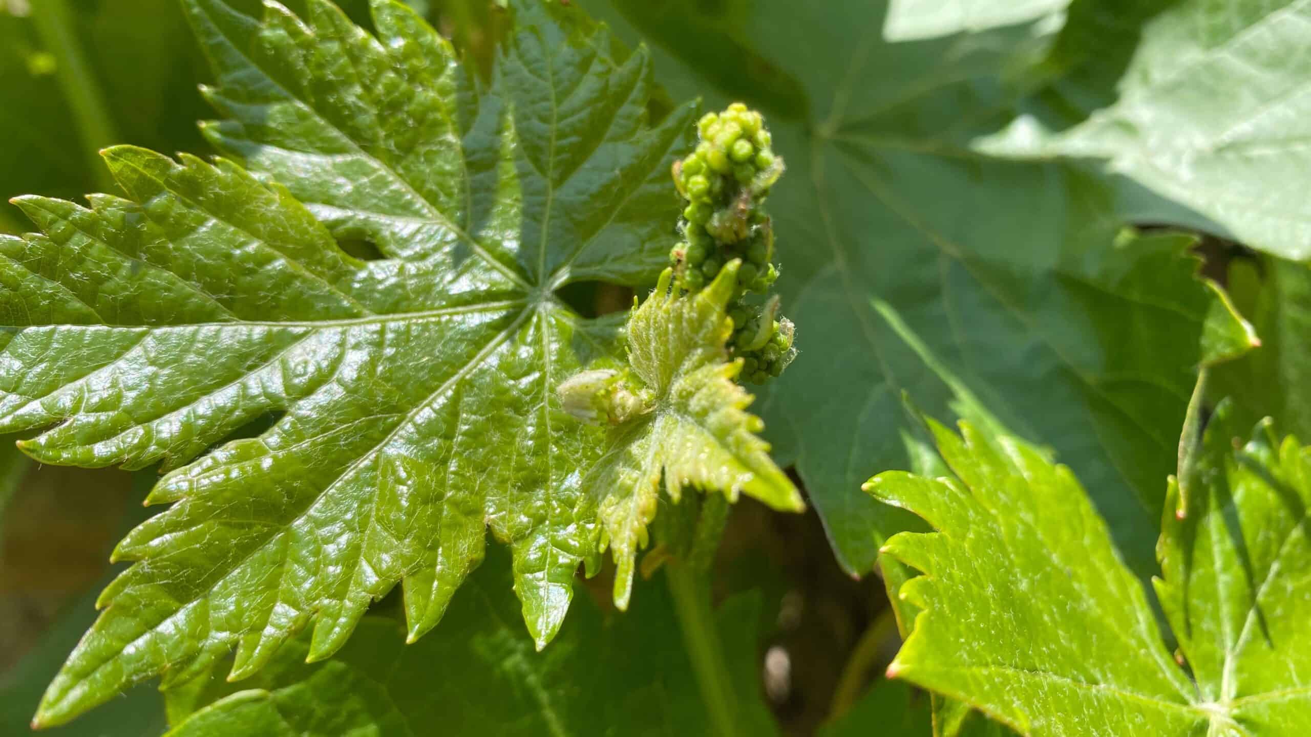 What To Do In The Garden In June garden-in-june-grapevine