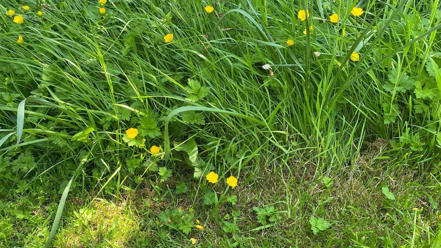 What To Do In The Garden In June garden-in-june-grass