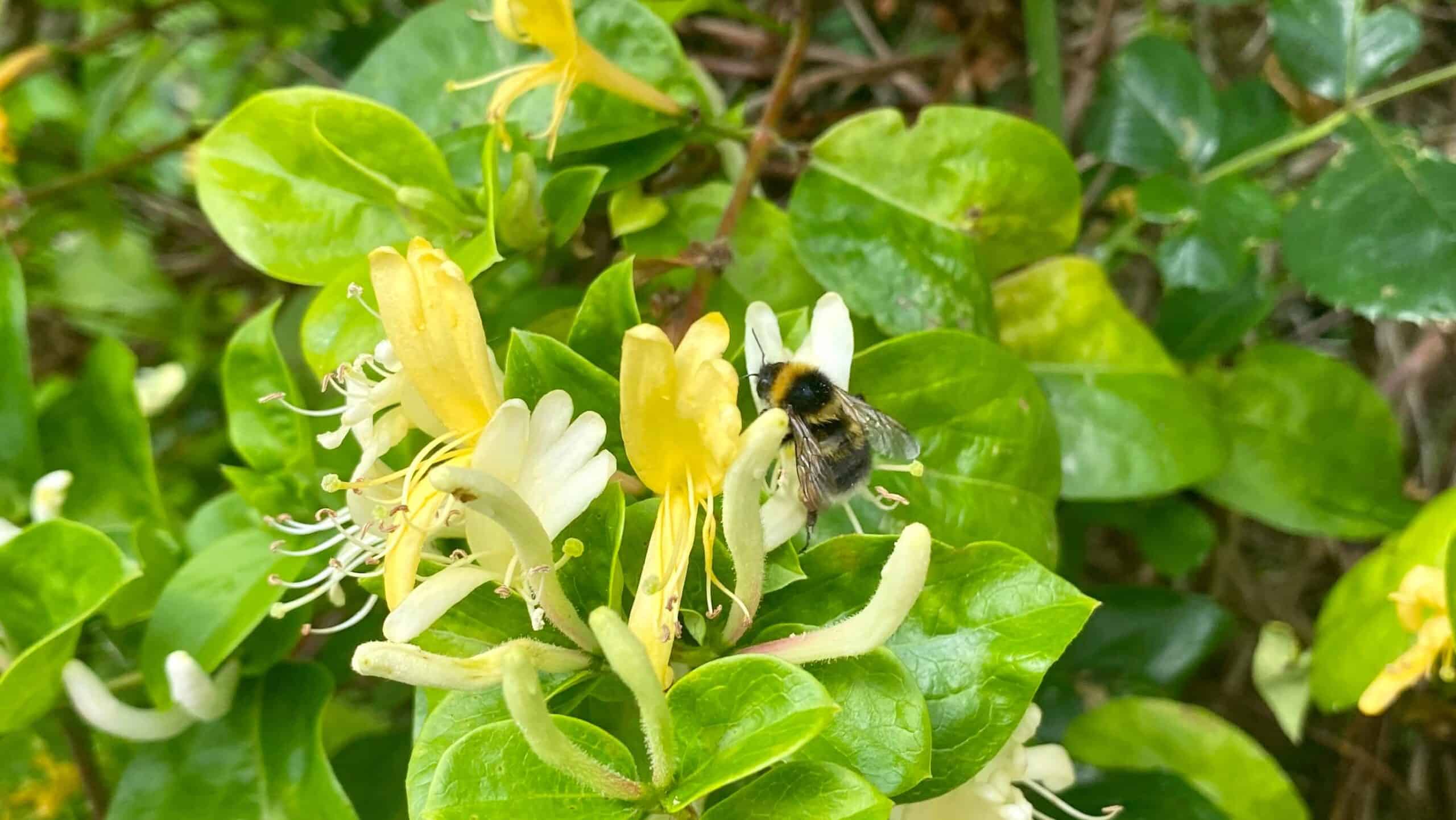 What To Do In The Garden In June garden-in-june-honeysuckle
