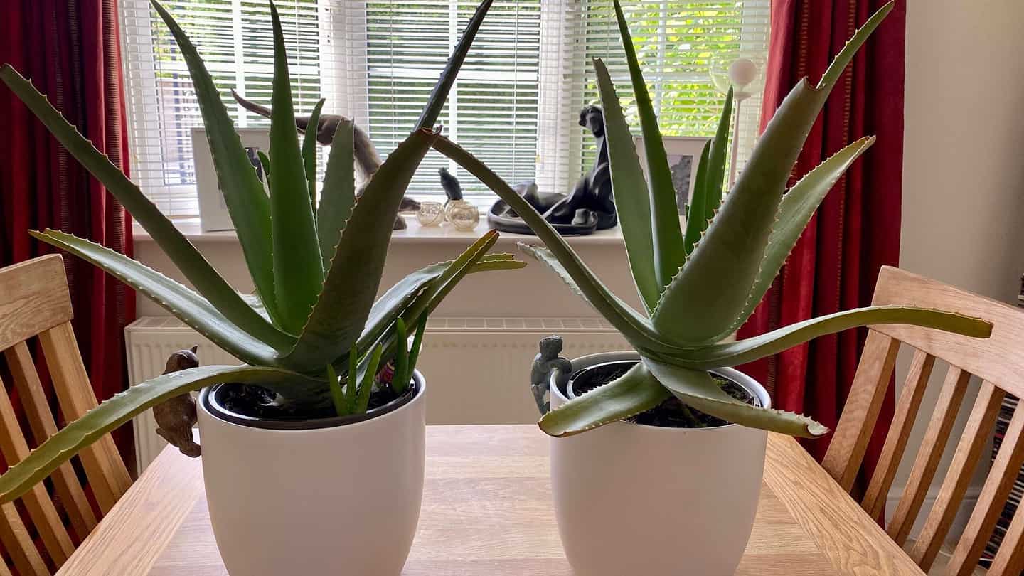 What To Do In The Garden In June garden-in-june-houseplants-aloeveras