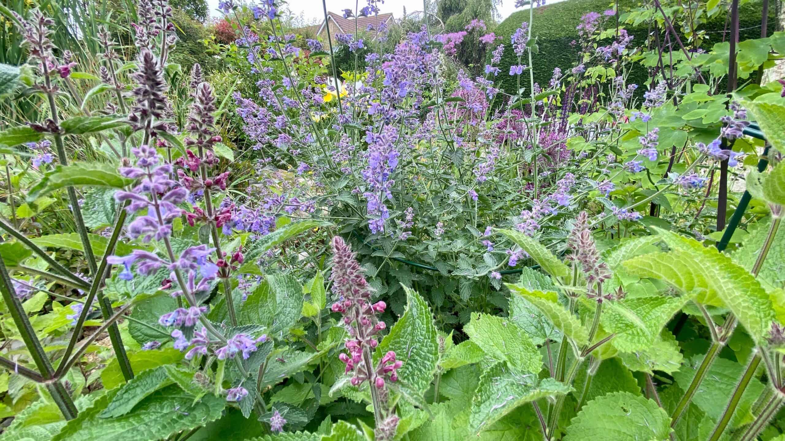 What To Do In The Garden In June garden-in-june-nepeta