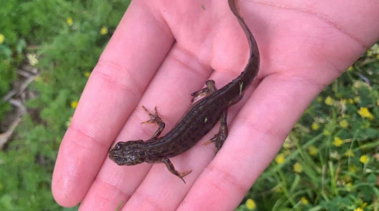 What To Do In The Garden In June garden-in-june-newt